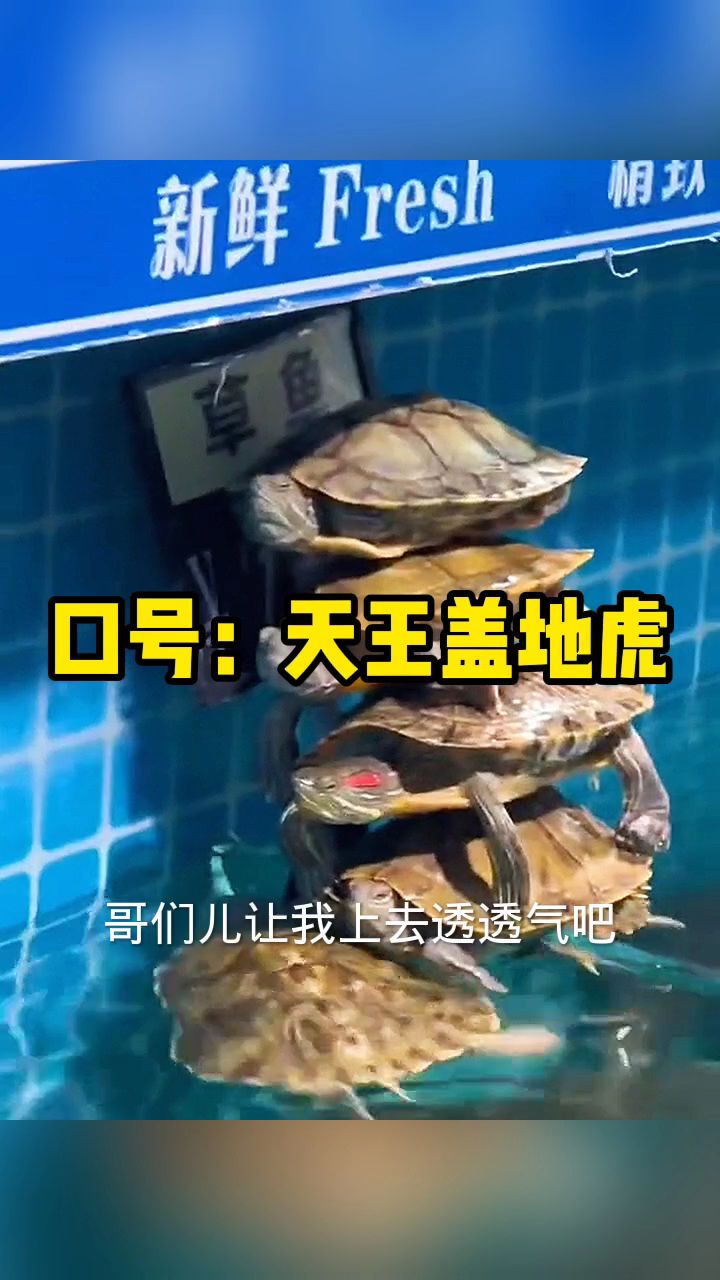 口号:天王盖地虎!下一句是什么?