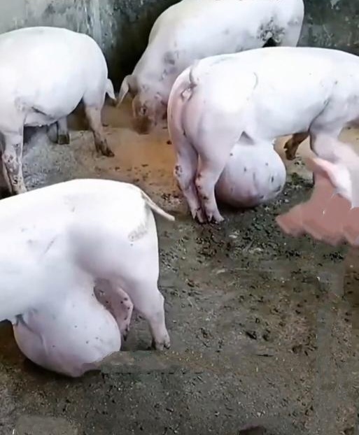 这大哥养的猪是怎么回事,怎么每8头猪都吊着一个大球球呢,这是在培育
