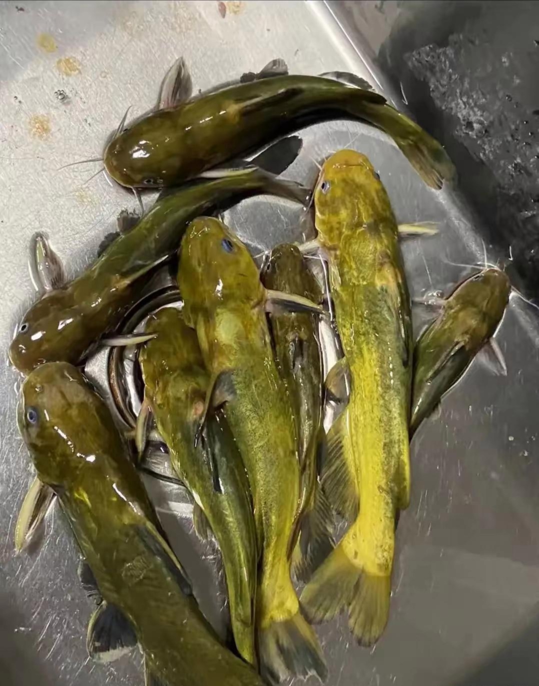 朋友说他的鱼塘里面放了60多条黄辣丁,这下一次就被我钓上来十分之一