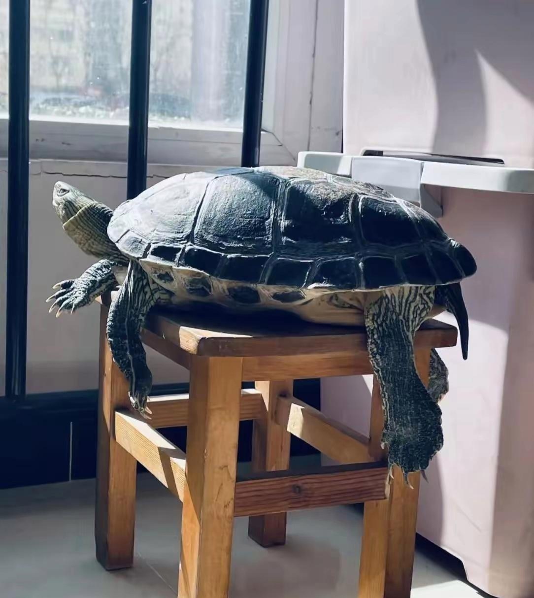 巴西龟原来可以长这么大的呀,也不知道养了多少年了!