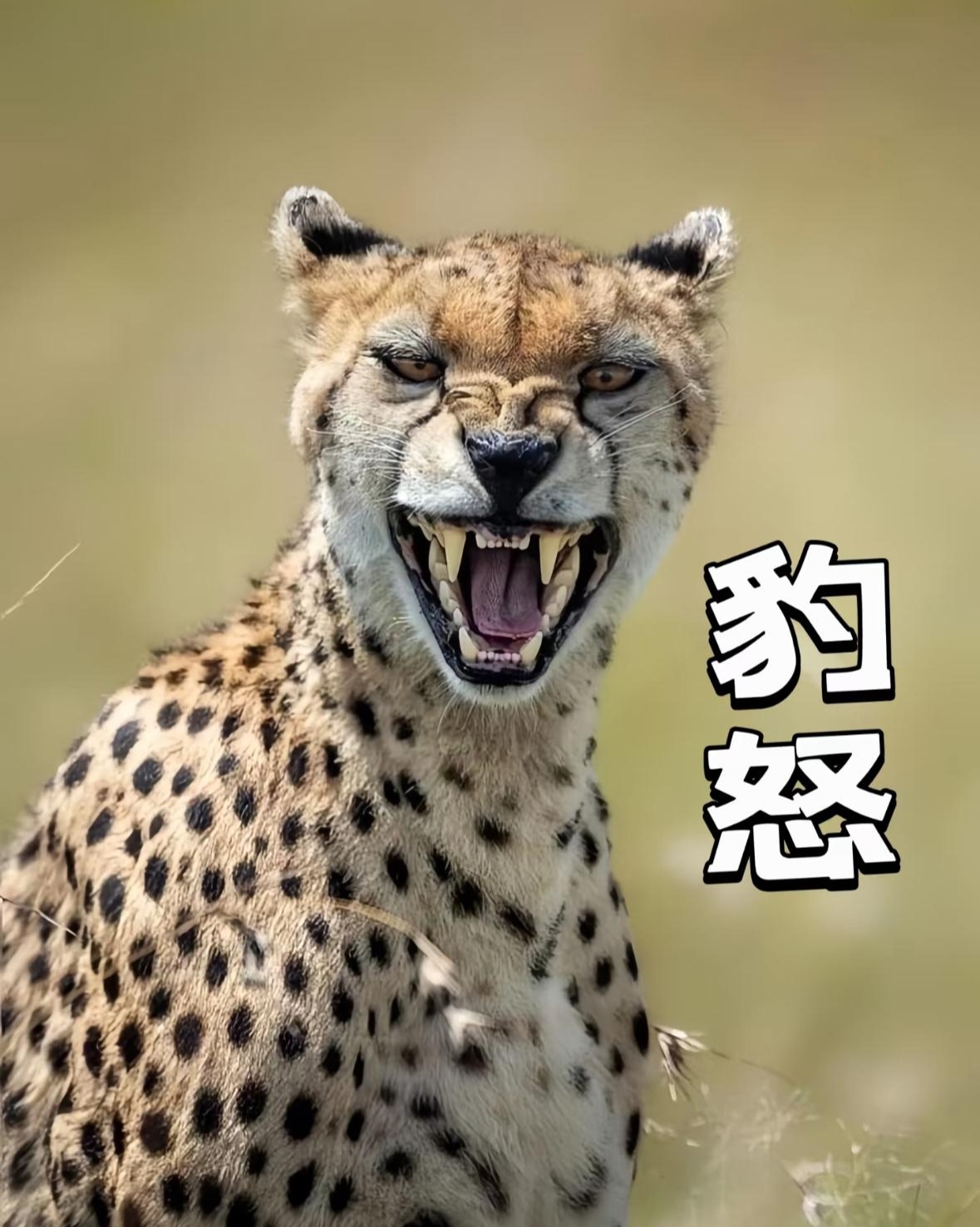 豹豹表情包走起,目前我已经到了豹怒这个阶段了!