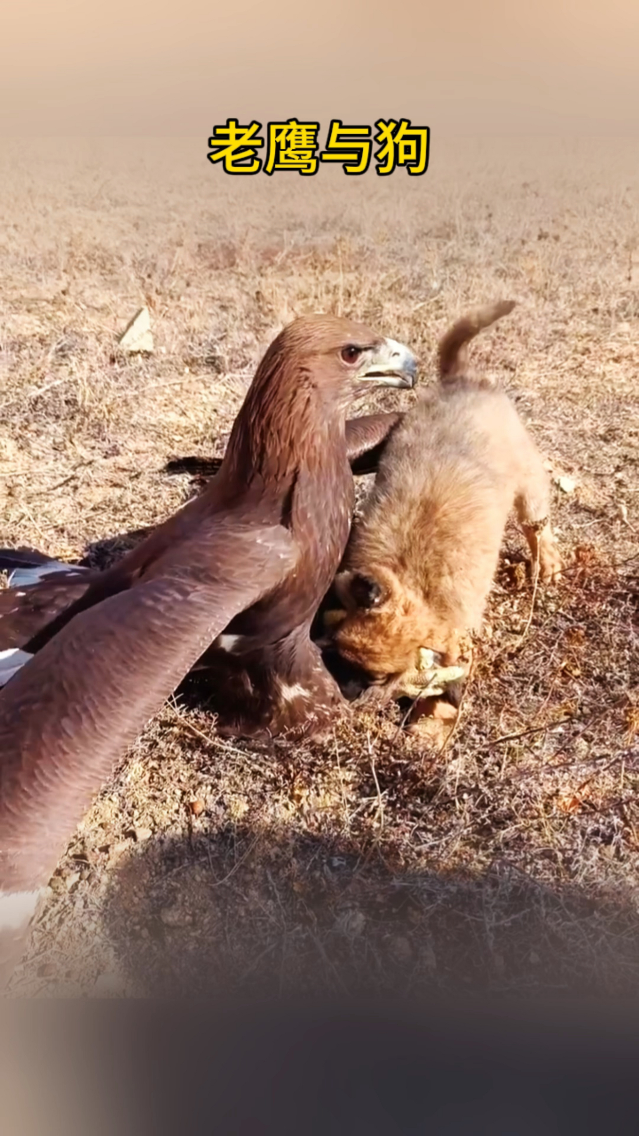 老鹰抓了一只小狗