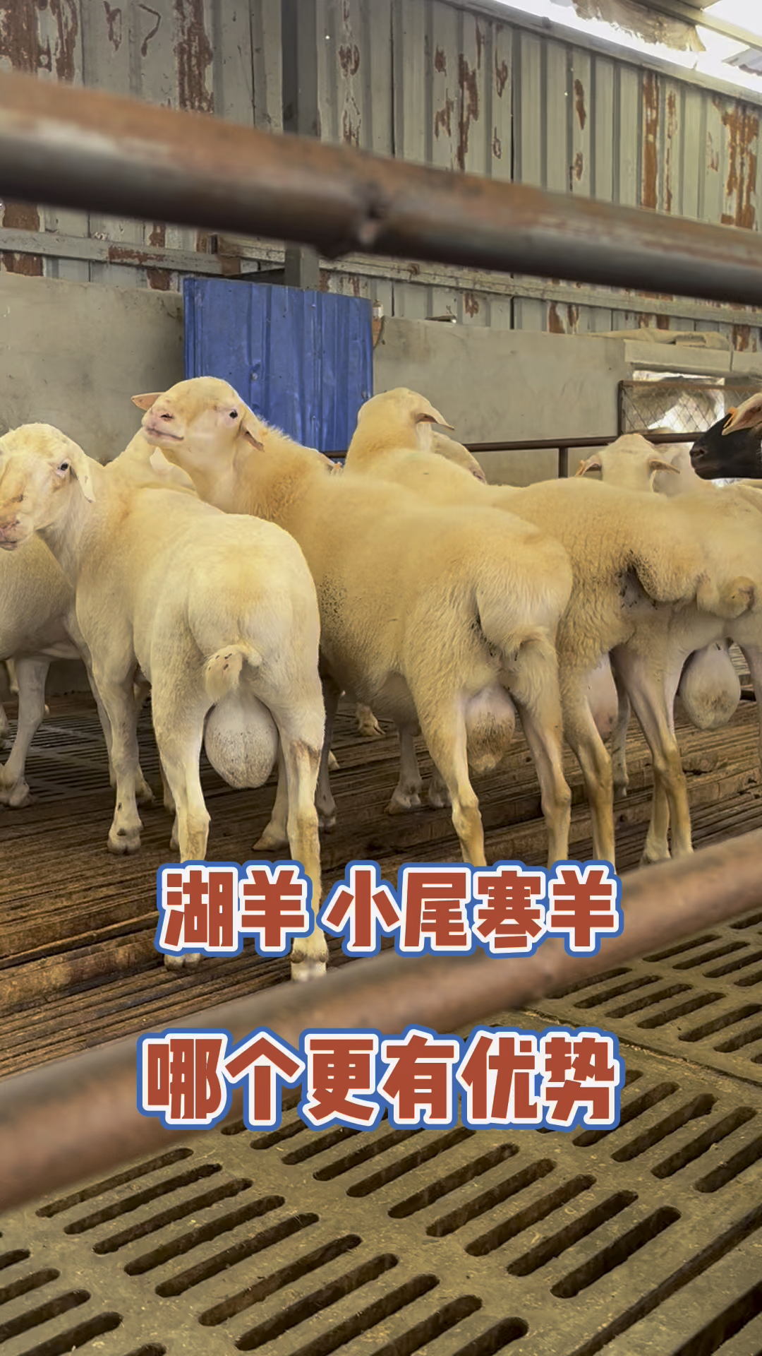 湖羊和小尾寒羊哪个更有优势