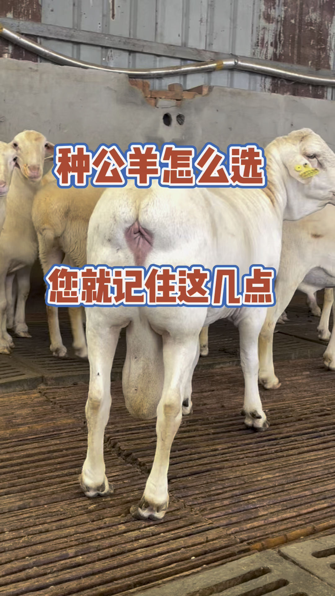 种公羊怎么选 您就记住这几点