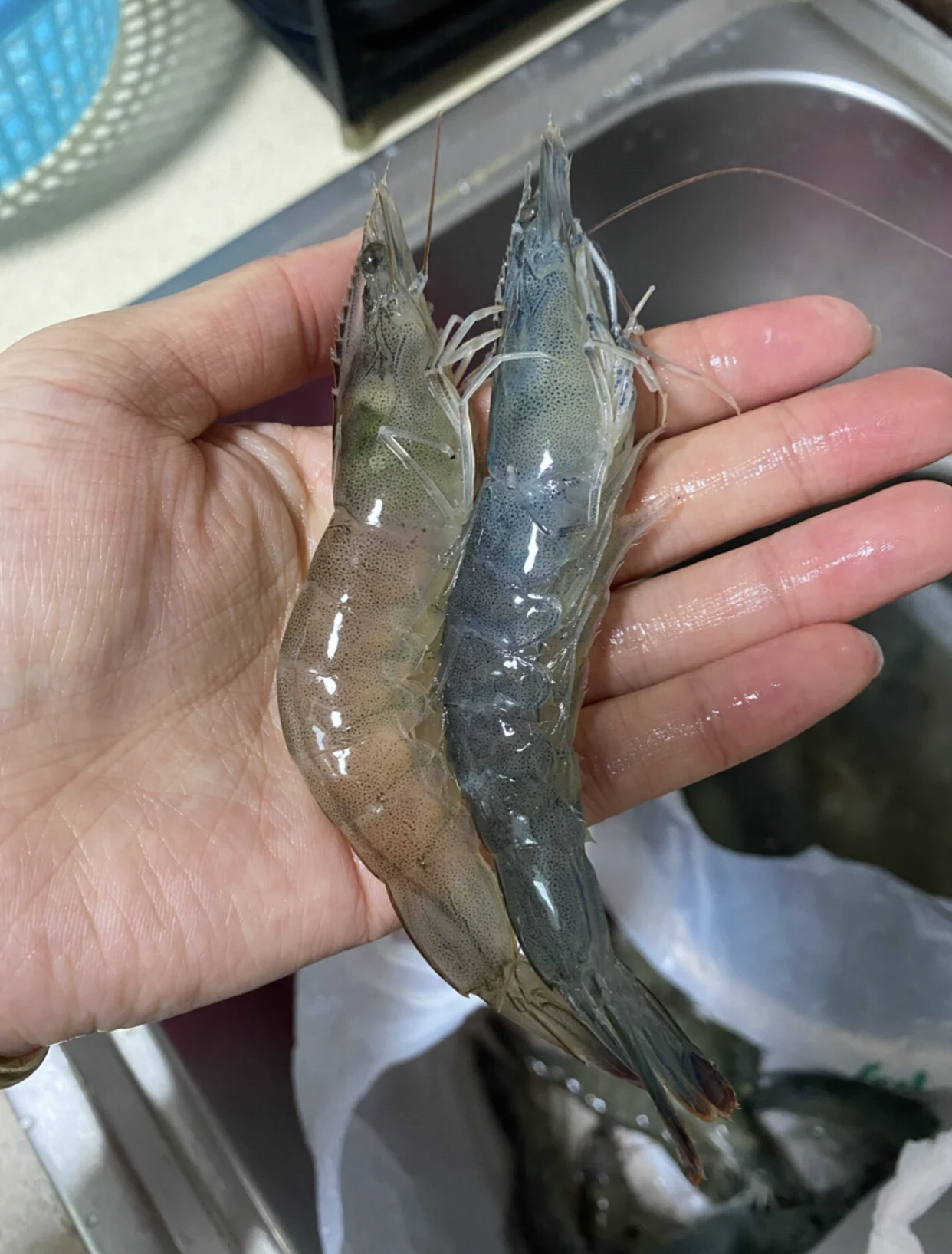 分享餐桌常见的12种虾买虾不求人吃虾不上当