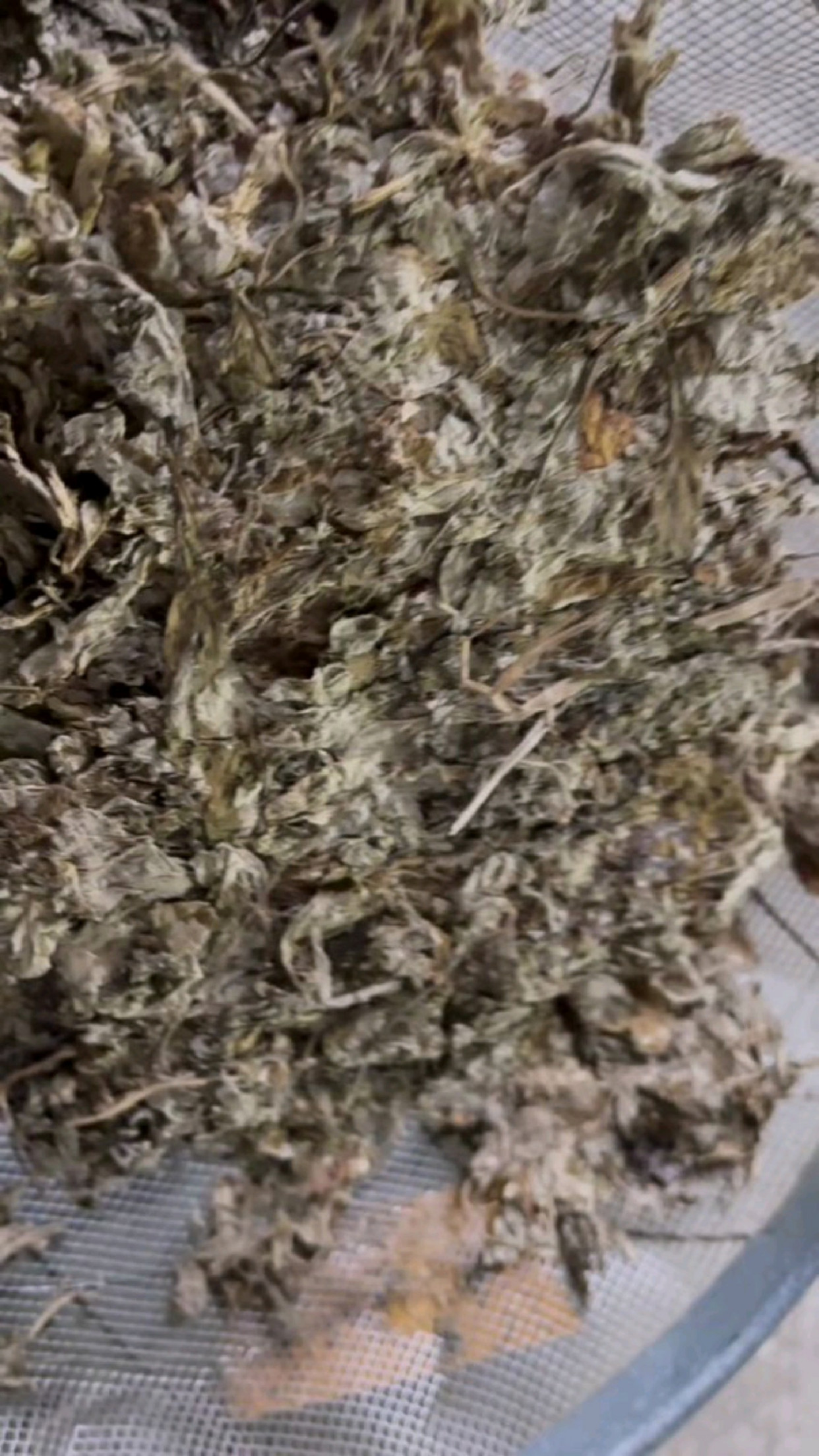 野生艾,好的原材料 才有好的产品 好的产品成就好的效果