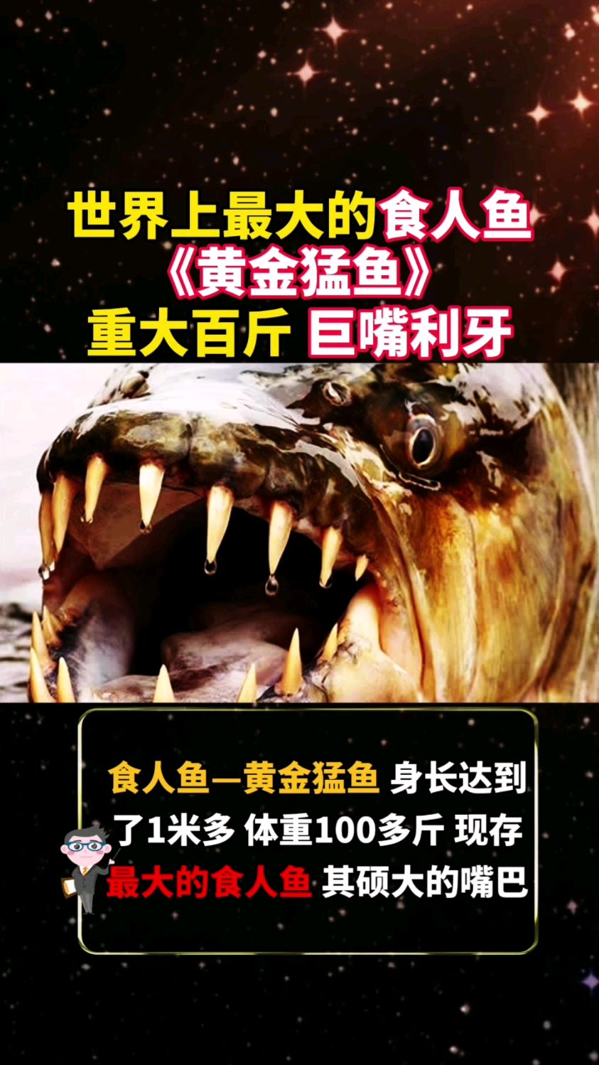 世界上最大的食人鱼—黄金猛鱼,在食人鱼家族中独树一帜!