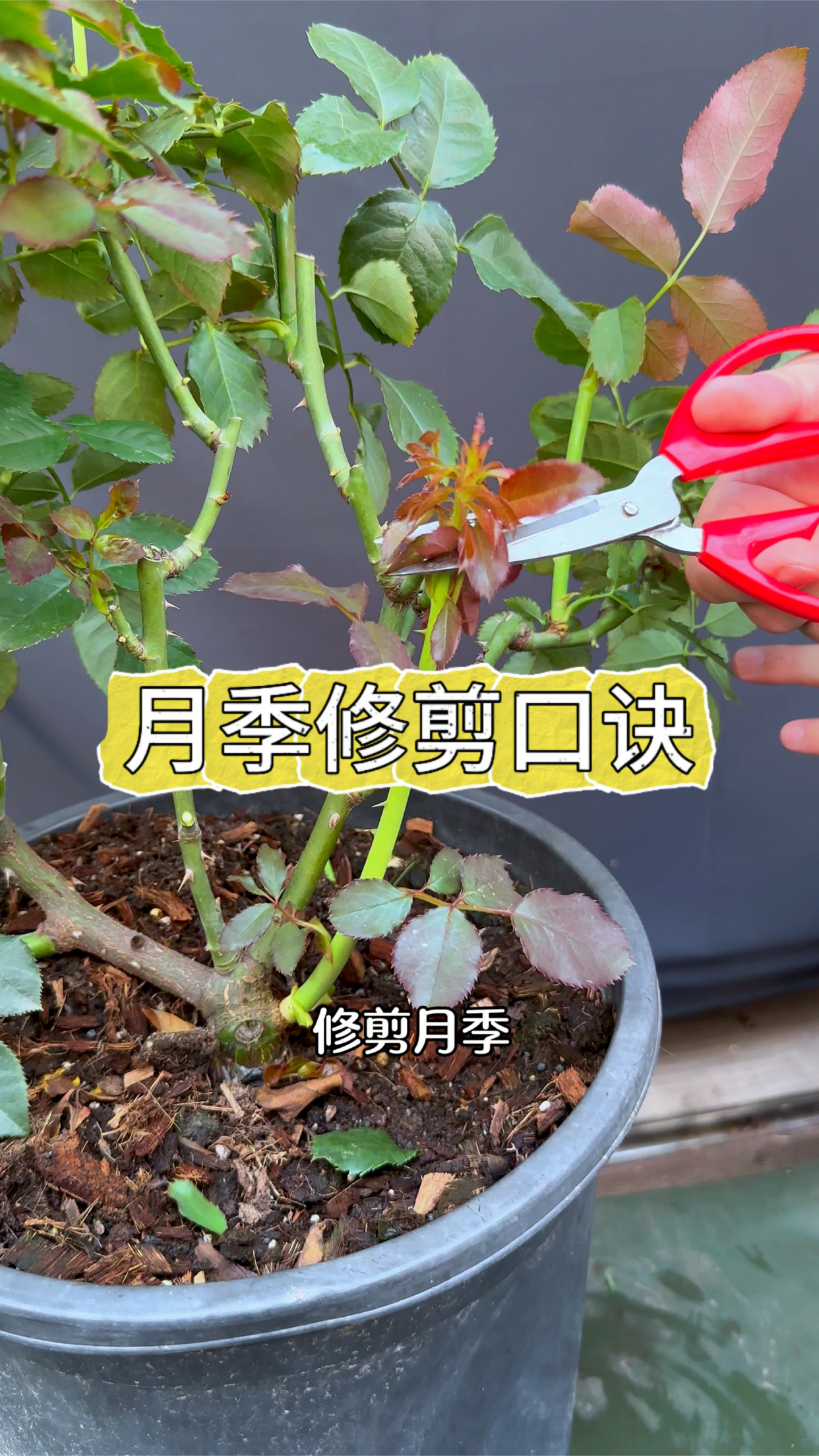 修剪月季,你一定要记住这条口诀