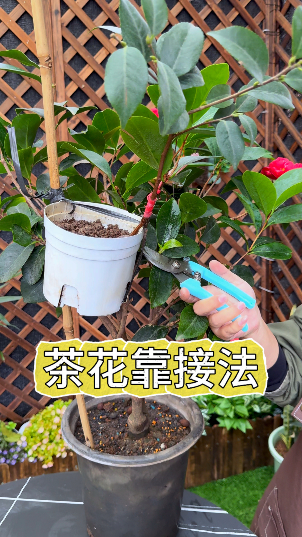 茶花不用买,教你用一根木棍繁殖茶花