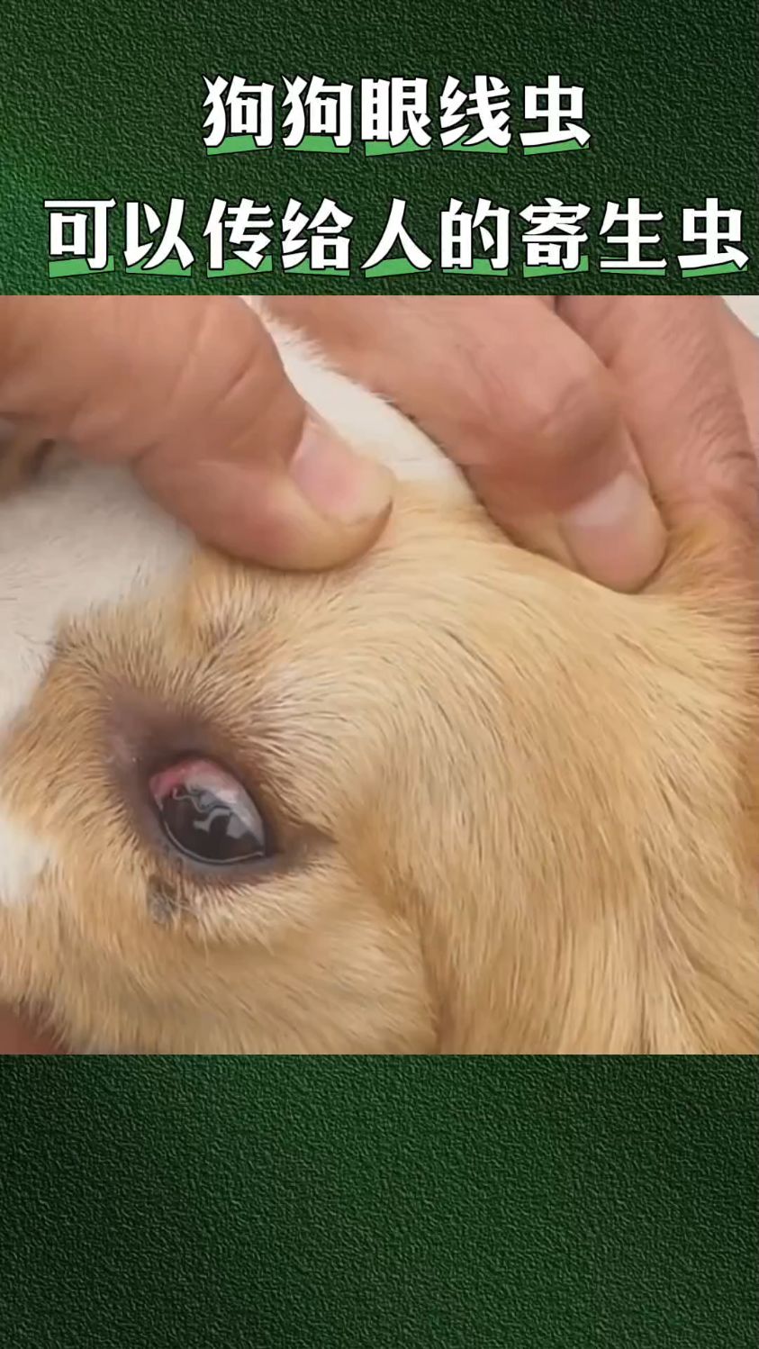 狗狗眼线虫,可以传染给人的寄生虫