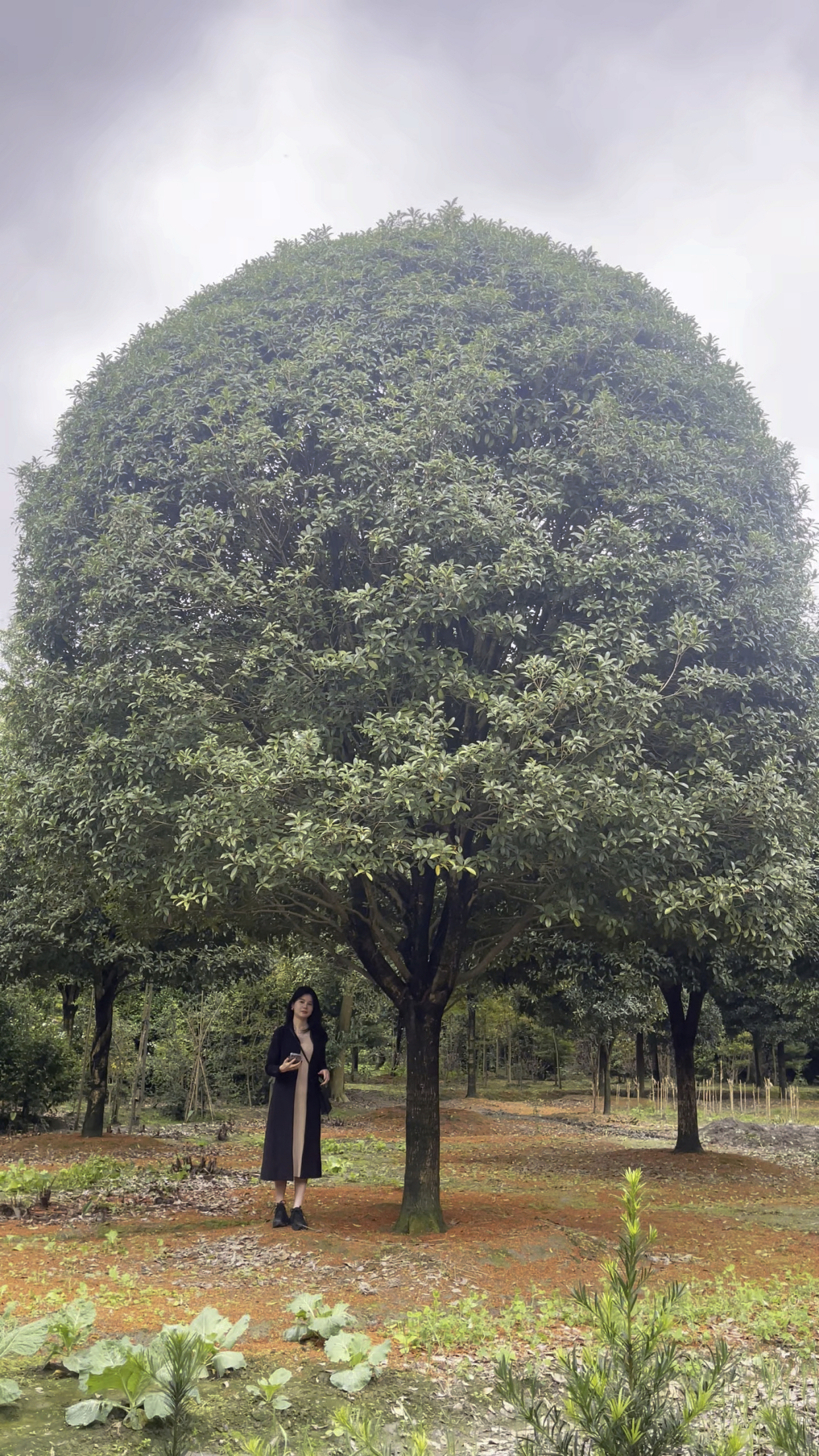 大红朱砂桂米径25精品移植熟货