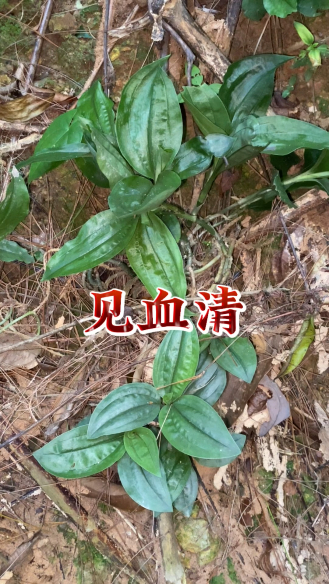 见血清草药图片