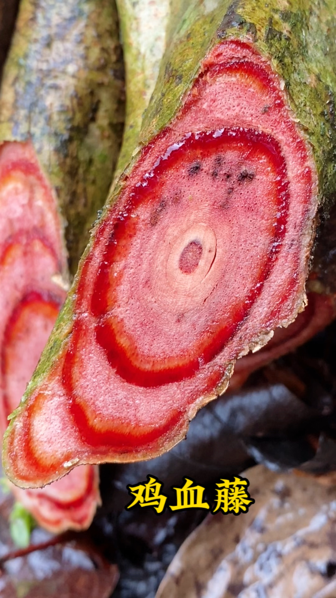 深山采挖的鸡血藤老藤,质量看得见,欢迎大家品尝哦!