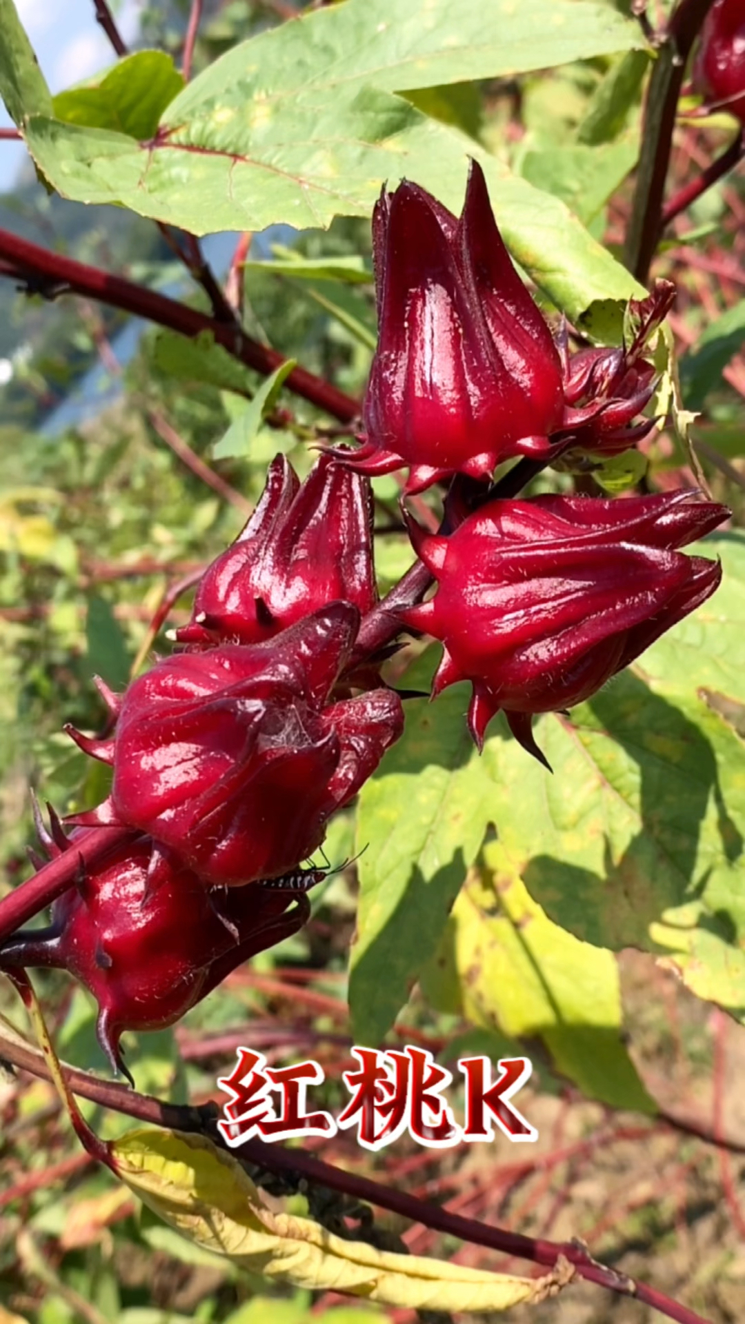 红桃k也叫洛神花,它有什么用处呢?