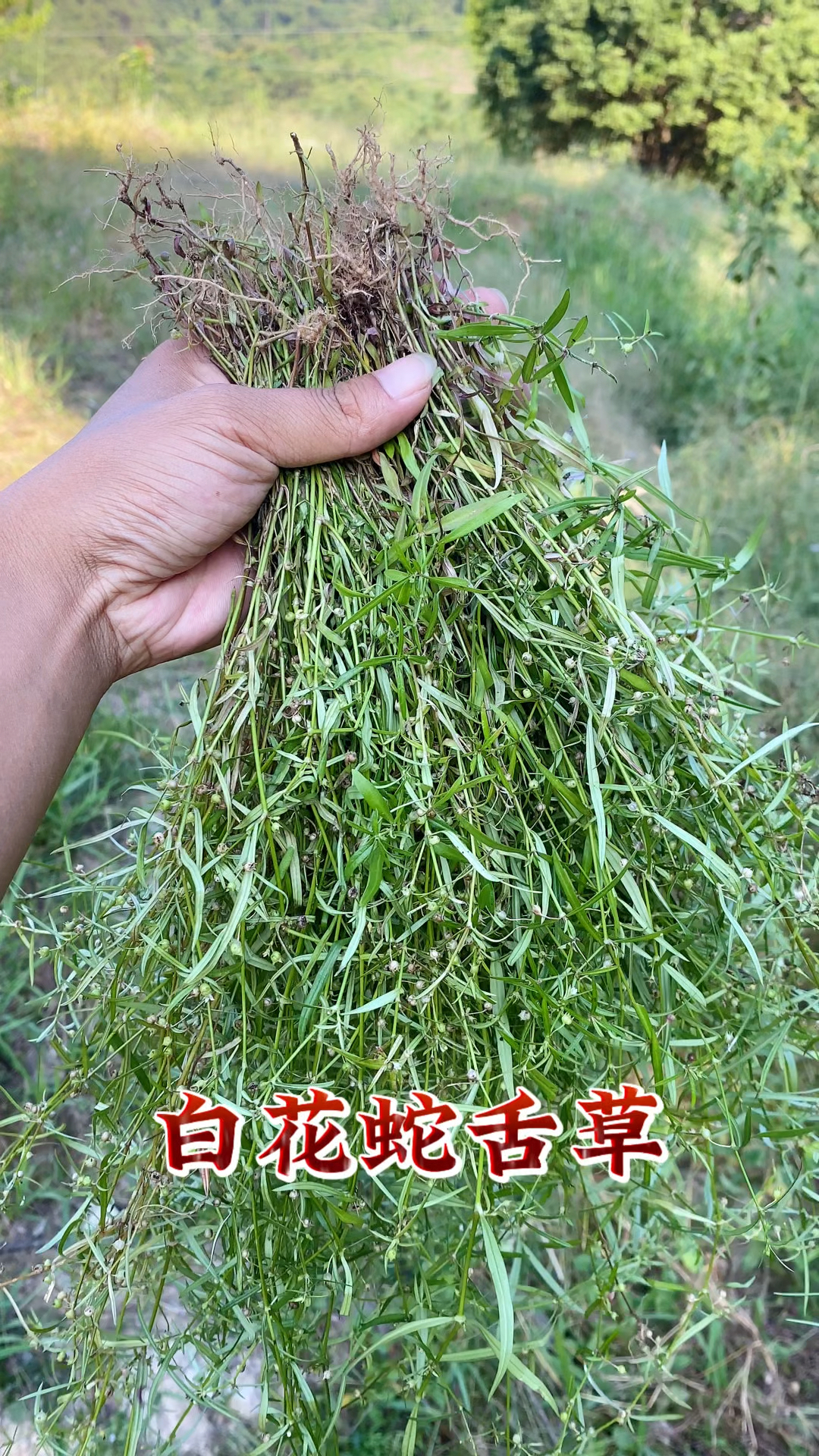 白花蟛蜞草的禁忌图片