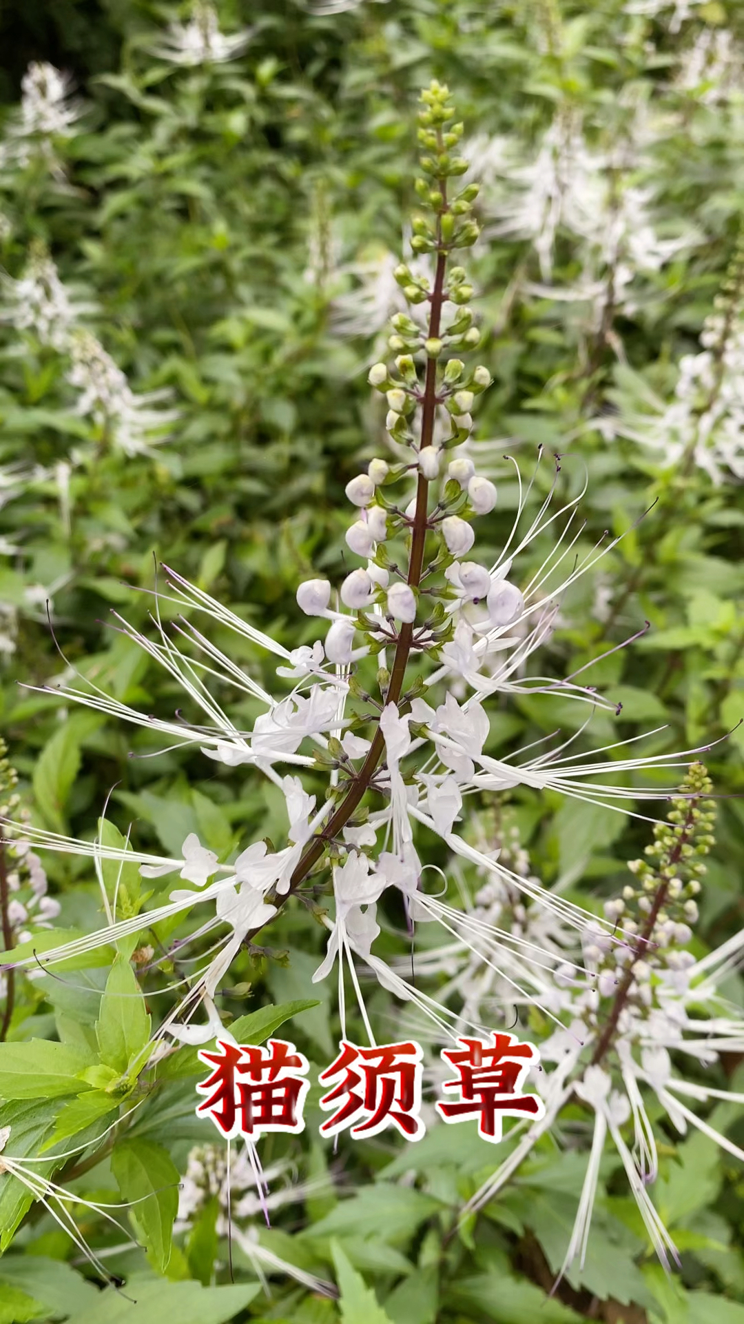 猫须草可以用来煮水泡茶等,你喝过吗?
