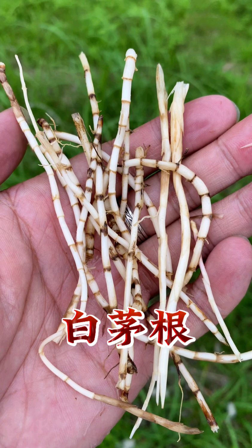 白茅根被称为"小甘蔗",它有什么用处呢?