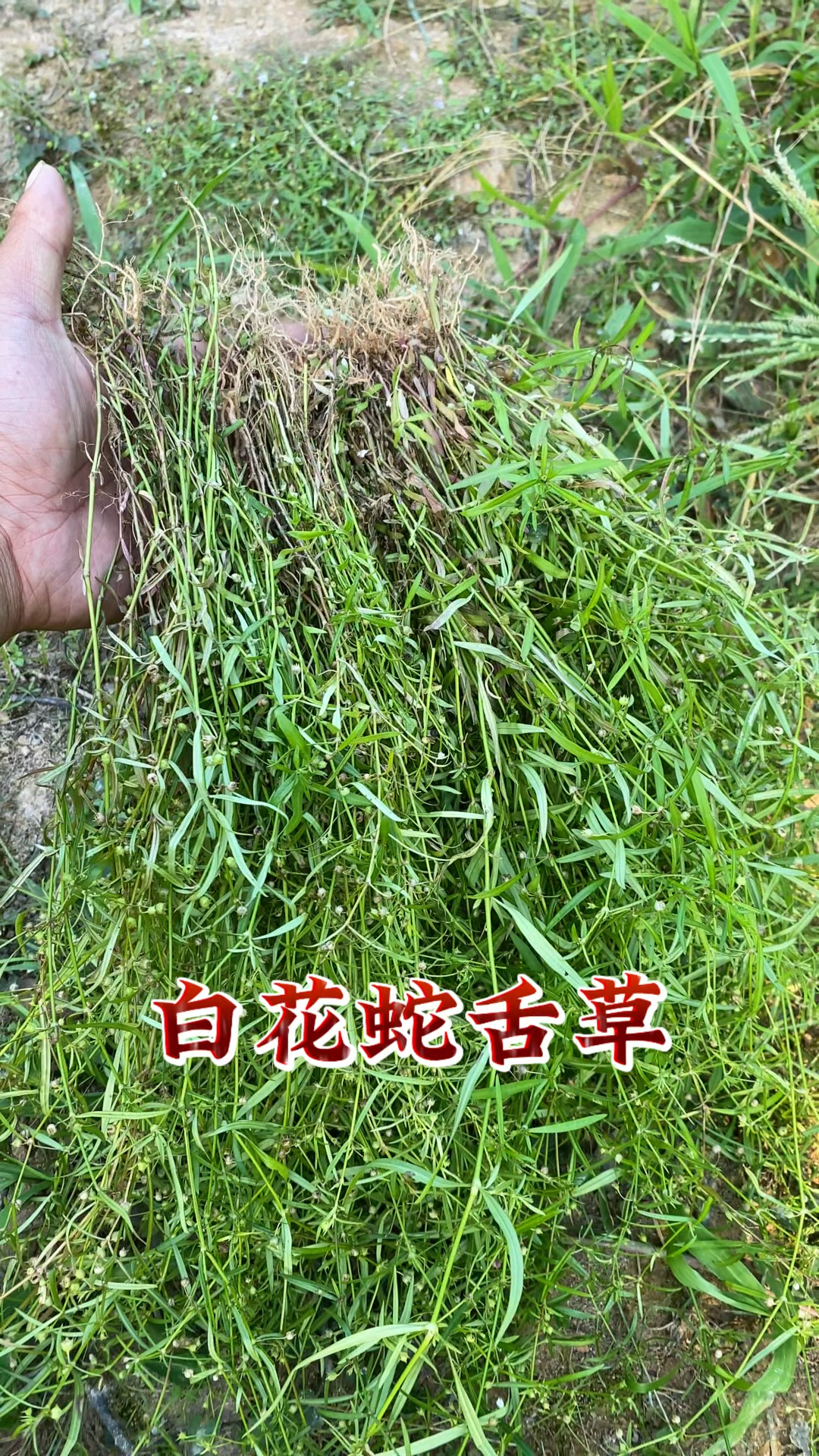 白花蛇舌草生长环境图片