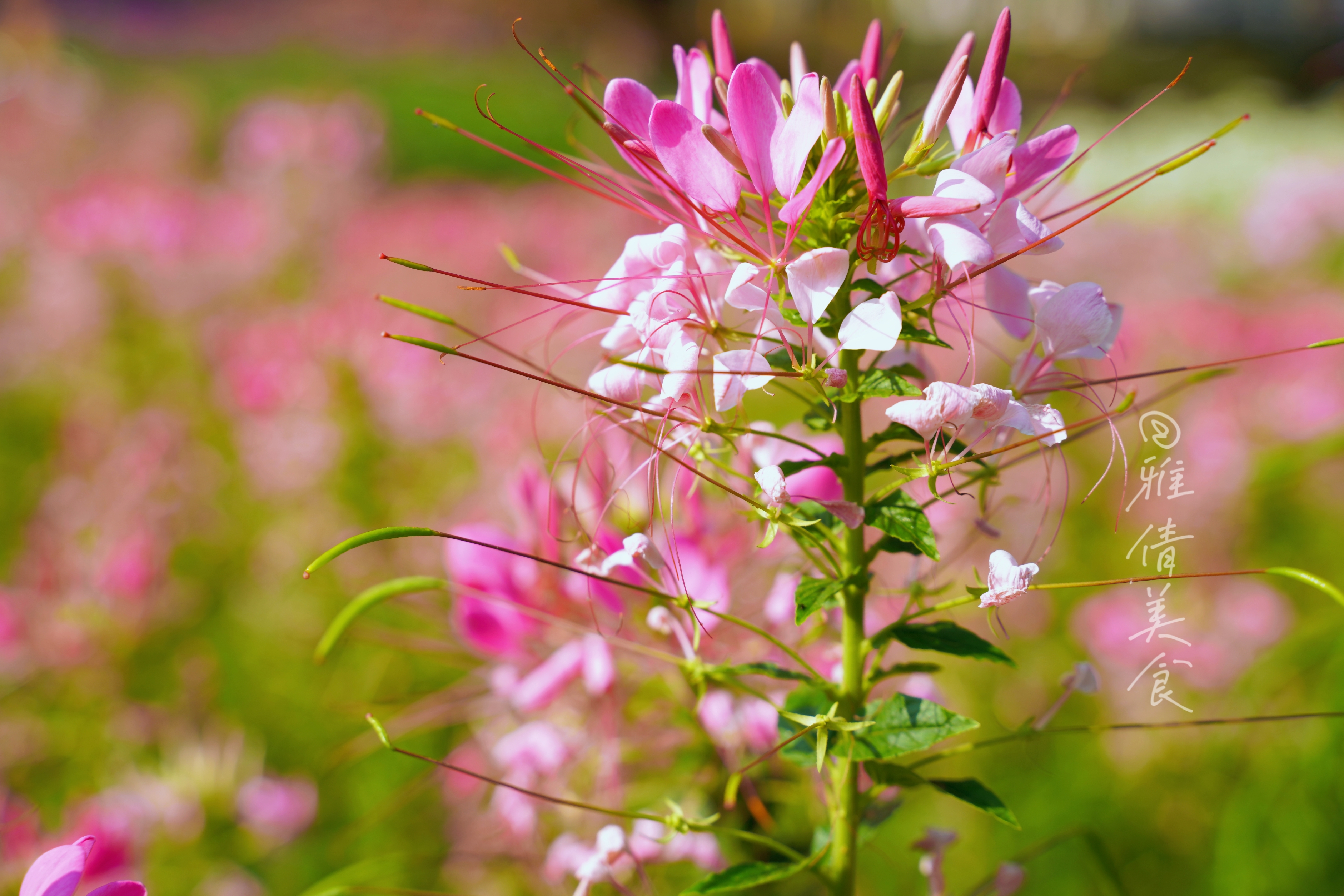 醉蝶花:花开的样子很仙,名字也富有诗意,就是气味令人一言难尽