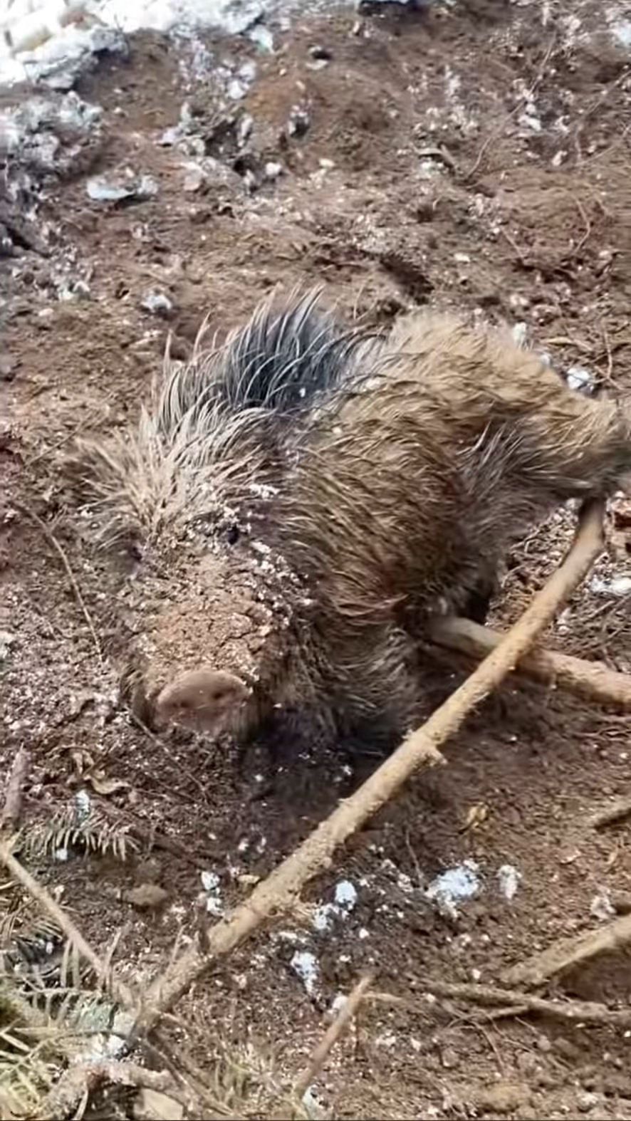 日本野猪泛滥成灾图片