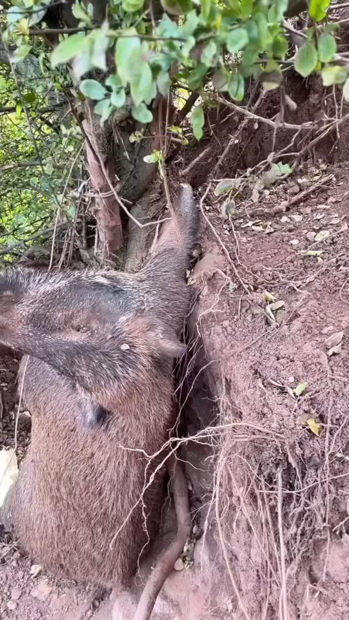 日本野猪泛滥成灾图片