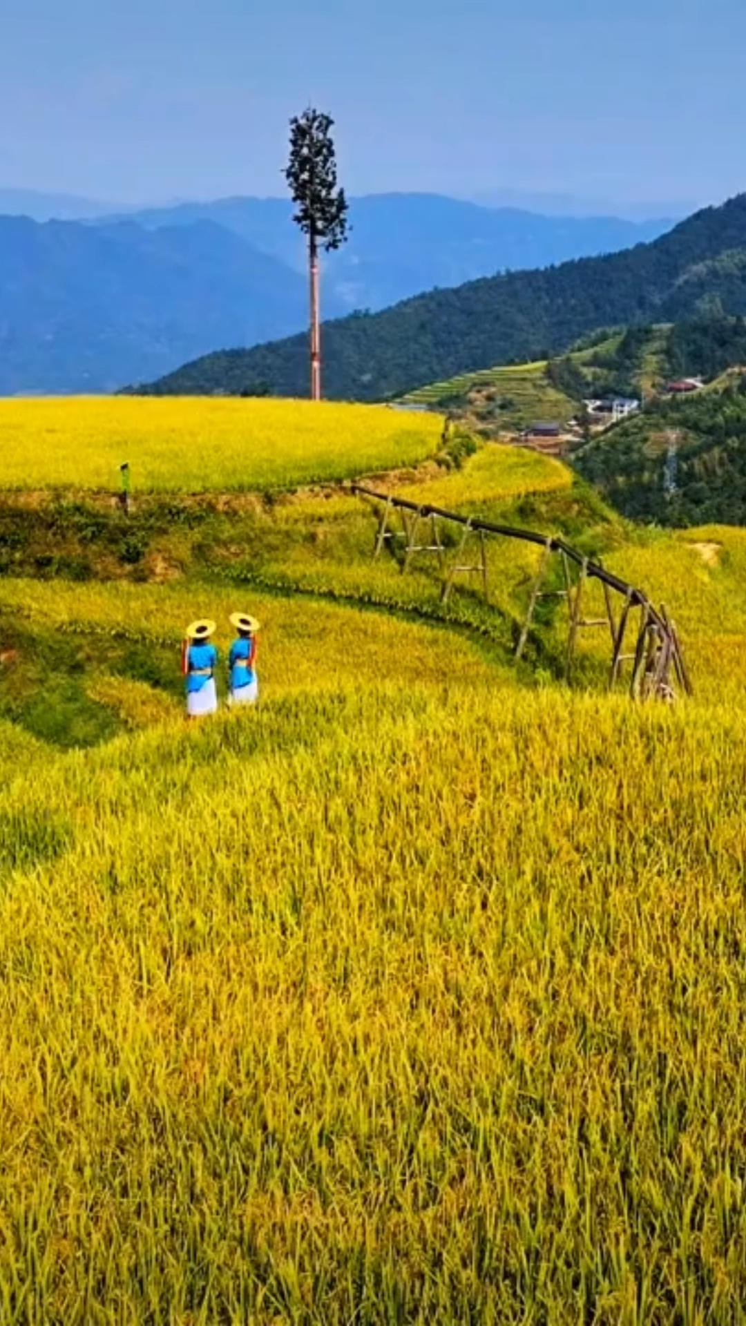 山背花瑶梯田最佳时间图片