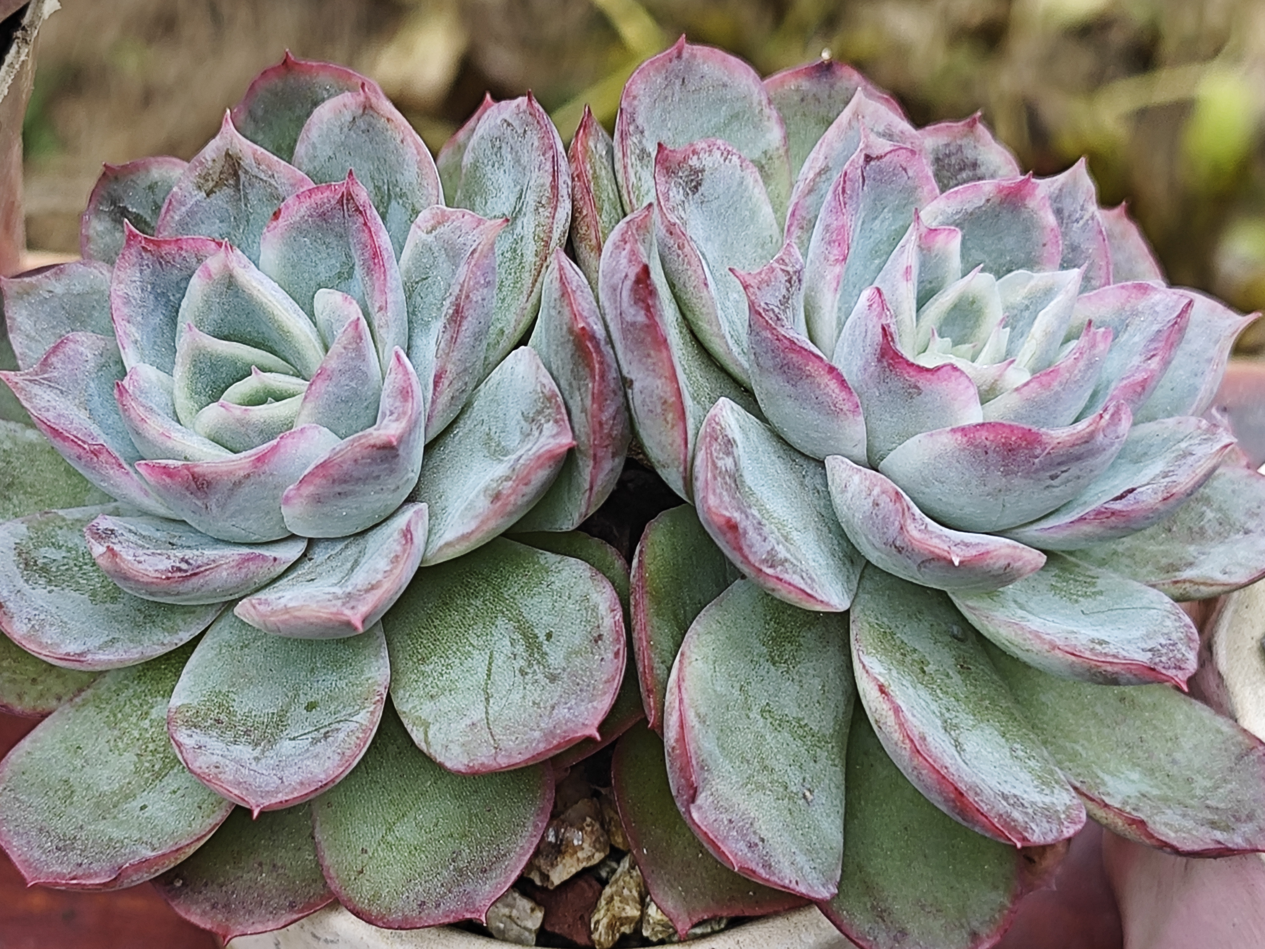 每日分享蓉姐露养的多肉