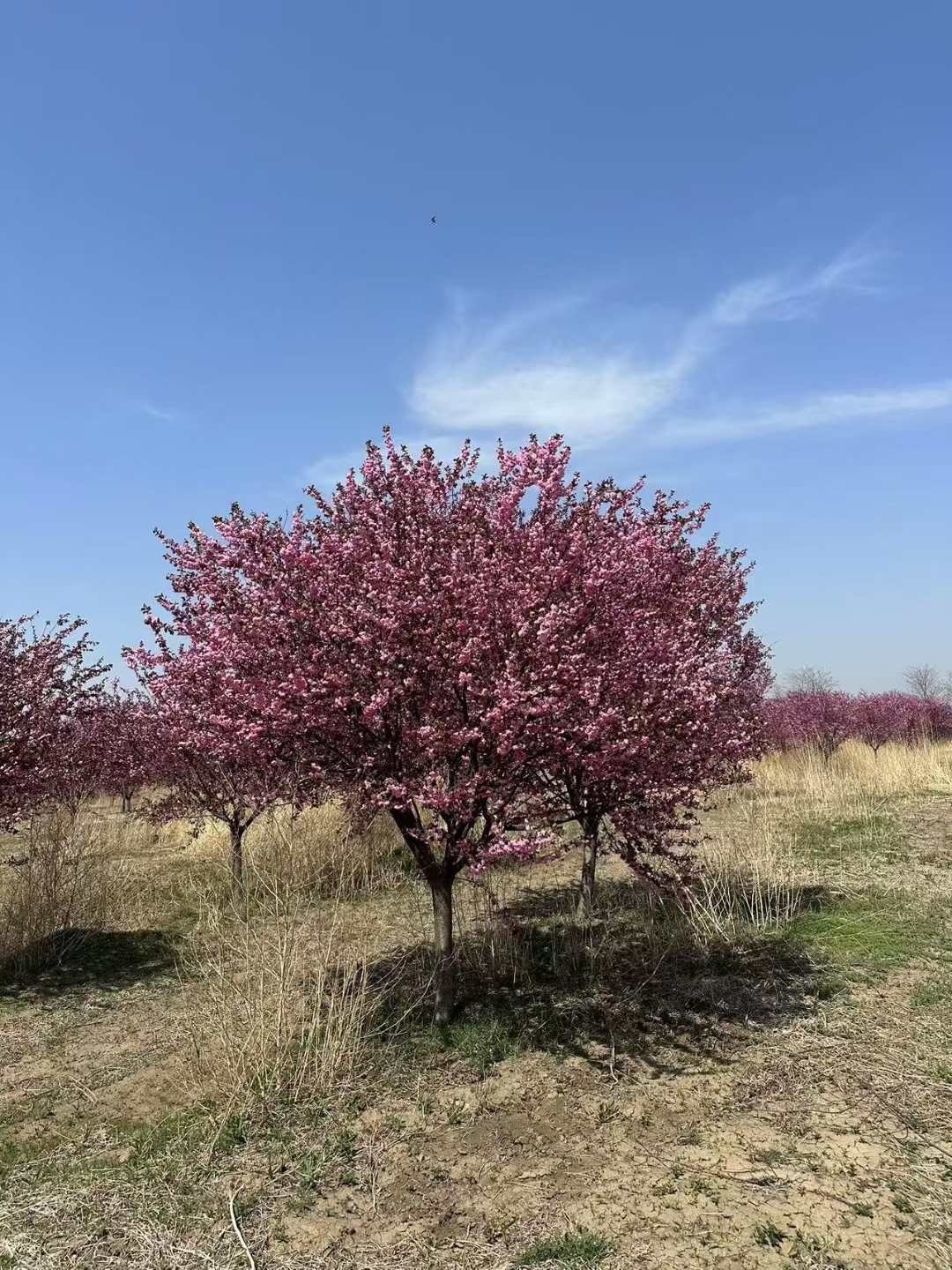 红叶榆叶梅:花朵特征花绯红粉红色,花期4月,先叶或与叶同放,开花量大
