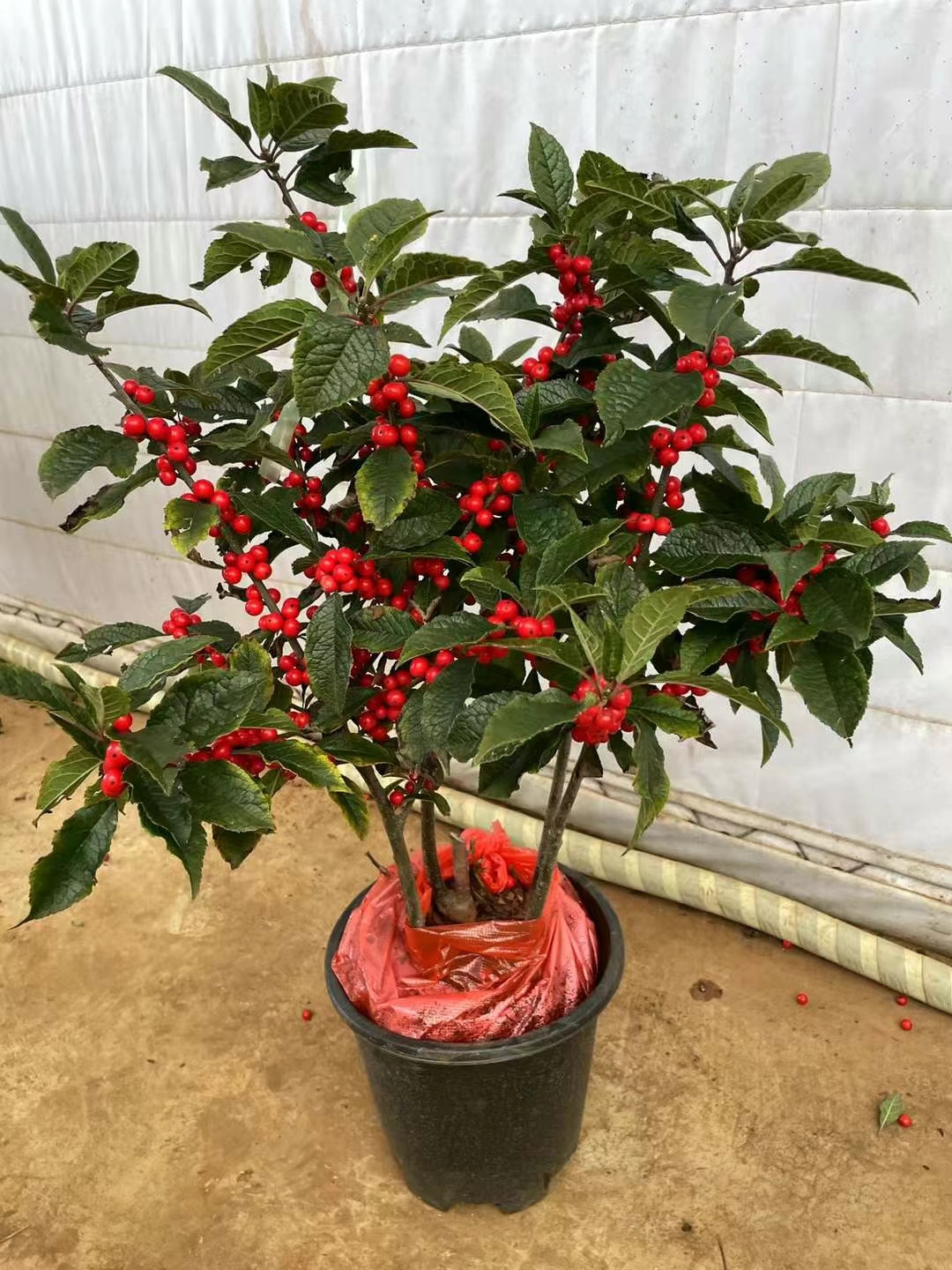 北美冬青喜欢阳光充足和温暖湿润的环境,稍微能耐半阴,耐寒性也很强