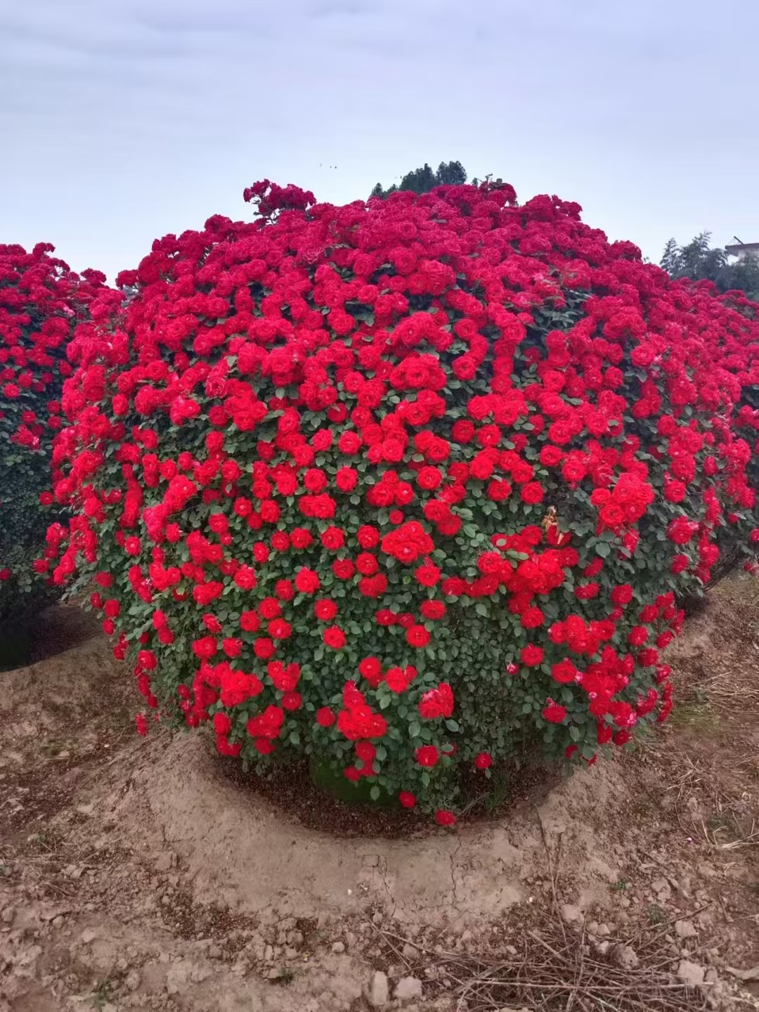 月季花球的形态也是其独特魅力的重要组成部分