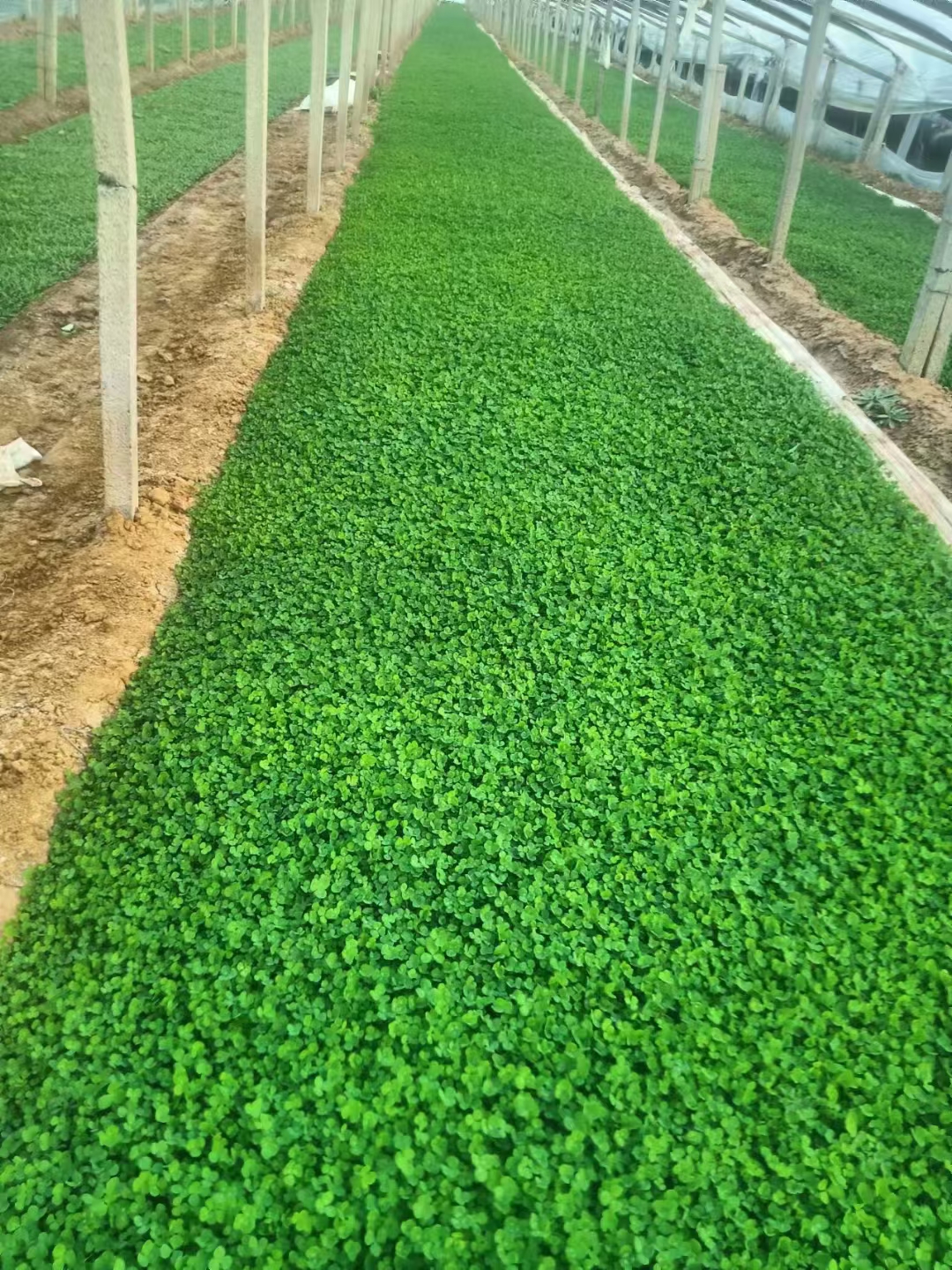 白三叶,也被称为白车轴草,白花三叶草等,是豆科三叶草属多年生草本