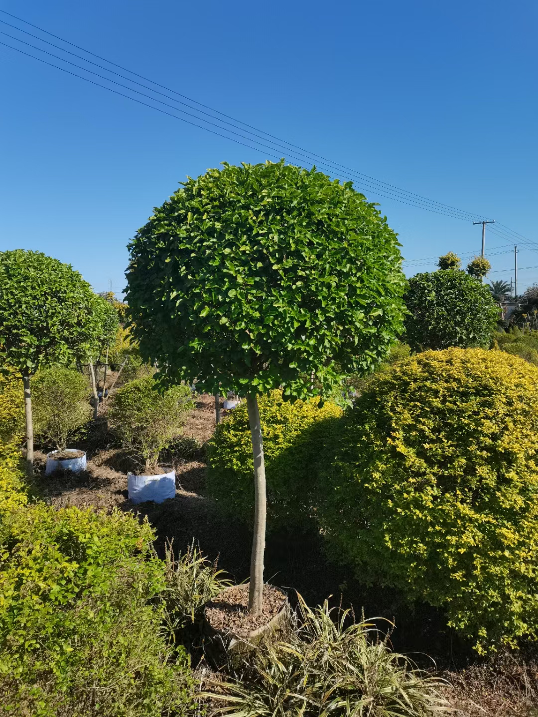 金禾女贞棒棒糖造型独特:具有棒棒糖一样的独特造型,树干笔直挺拔,树