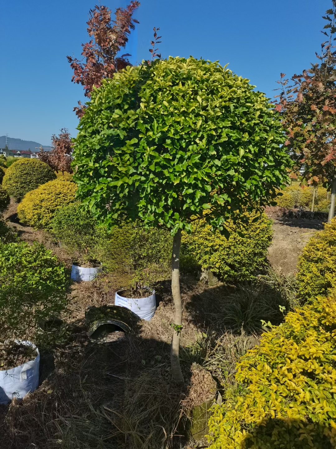 金禾女贞棒棒糖造型独特:具有棒棒糖一样的独特造型,树干笔直挺拔,树
