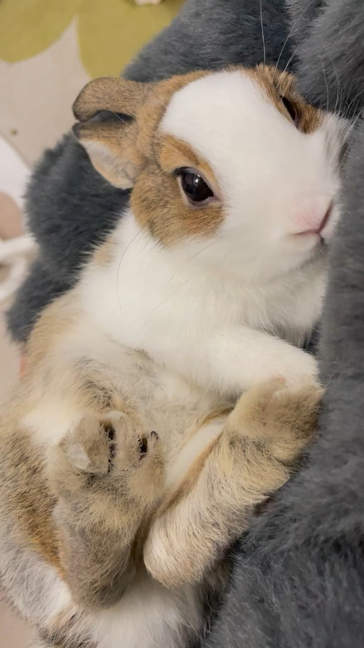 单手抱兔,谁懂呀!