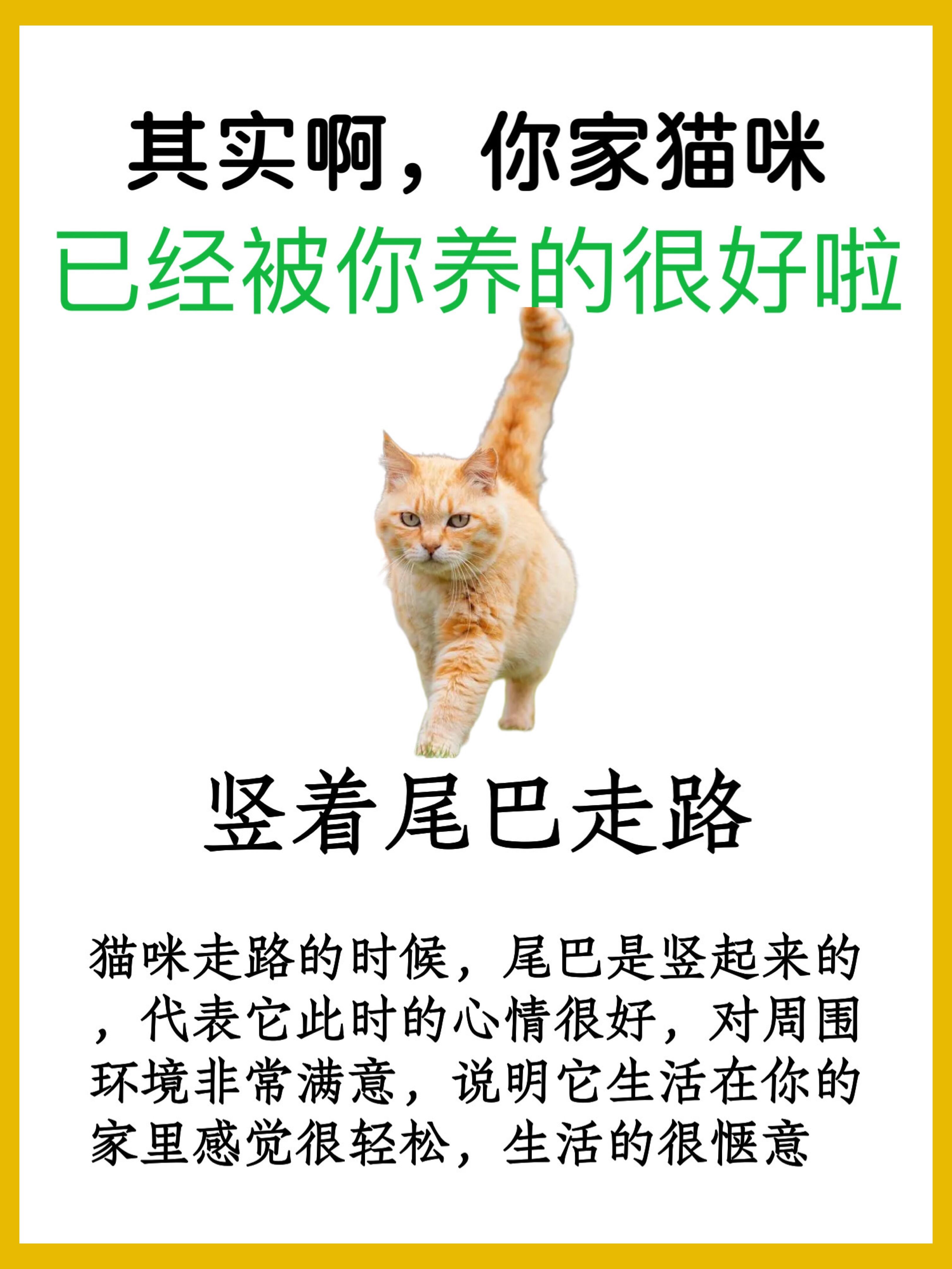 猫为什么要剪尾巴和爪子为什么在线
