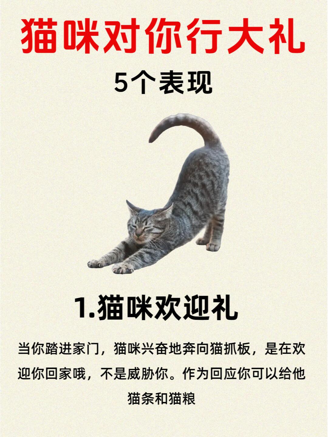 猫个性寄语猫牌图片