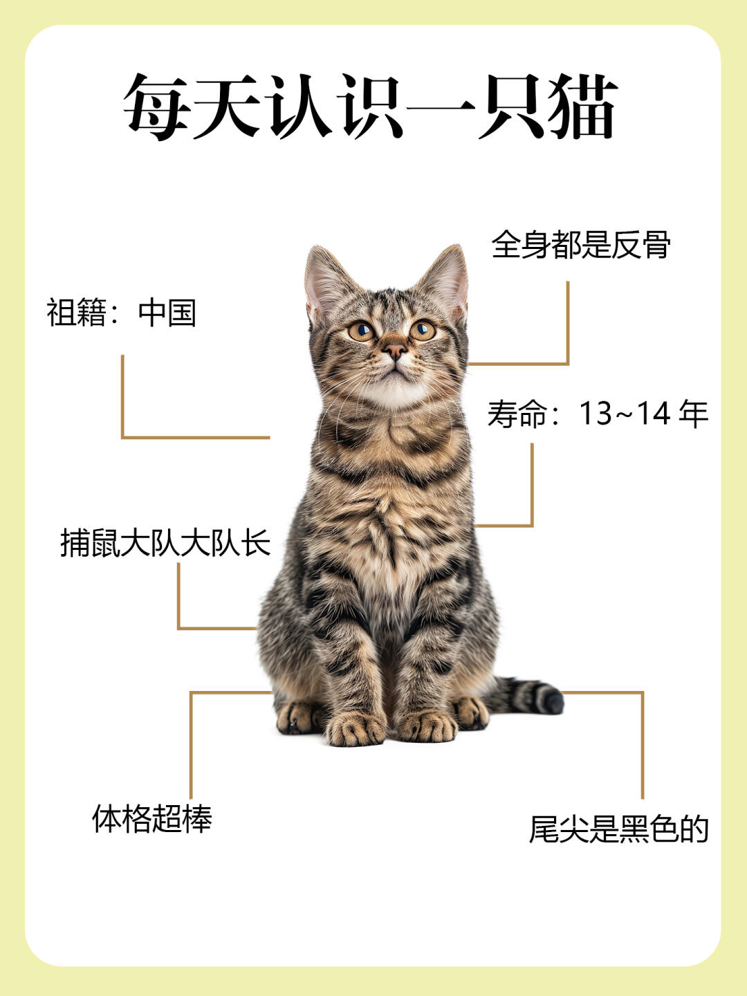 狸花猫认主人的表现图片