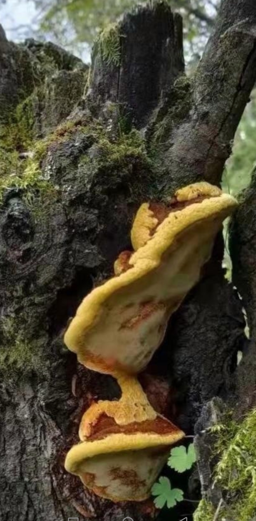 亲爱的友友们,你们说树上长的这个是不是真的灵芝啊? 这个灵芝能吃吗?