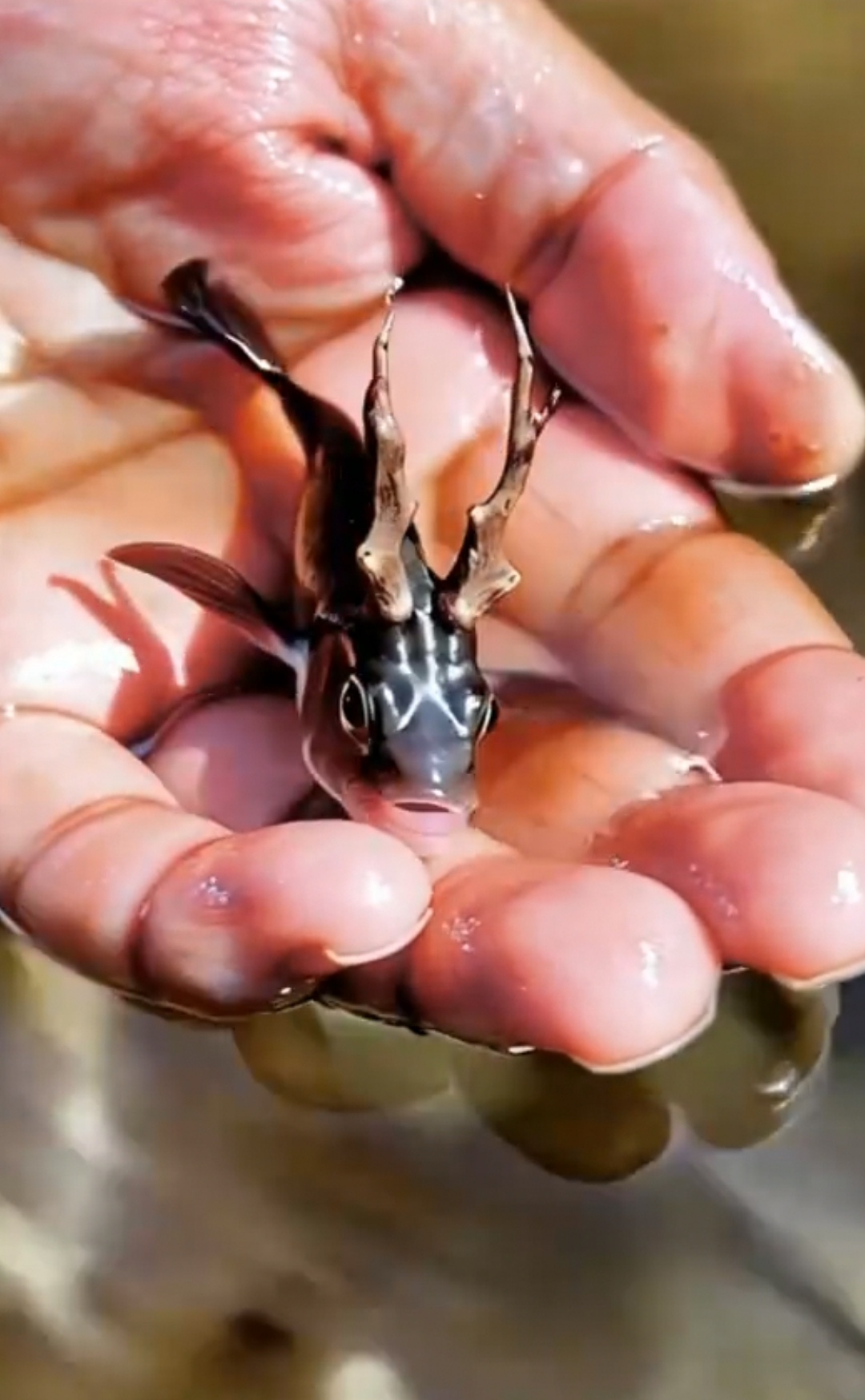 它难道是一条变异的鱼吗? 它头上的角又像小鹿的角又像龙角