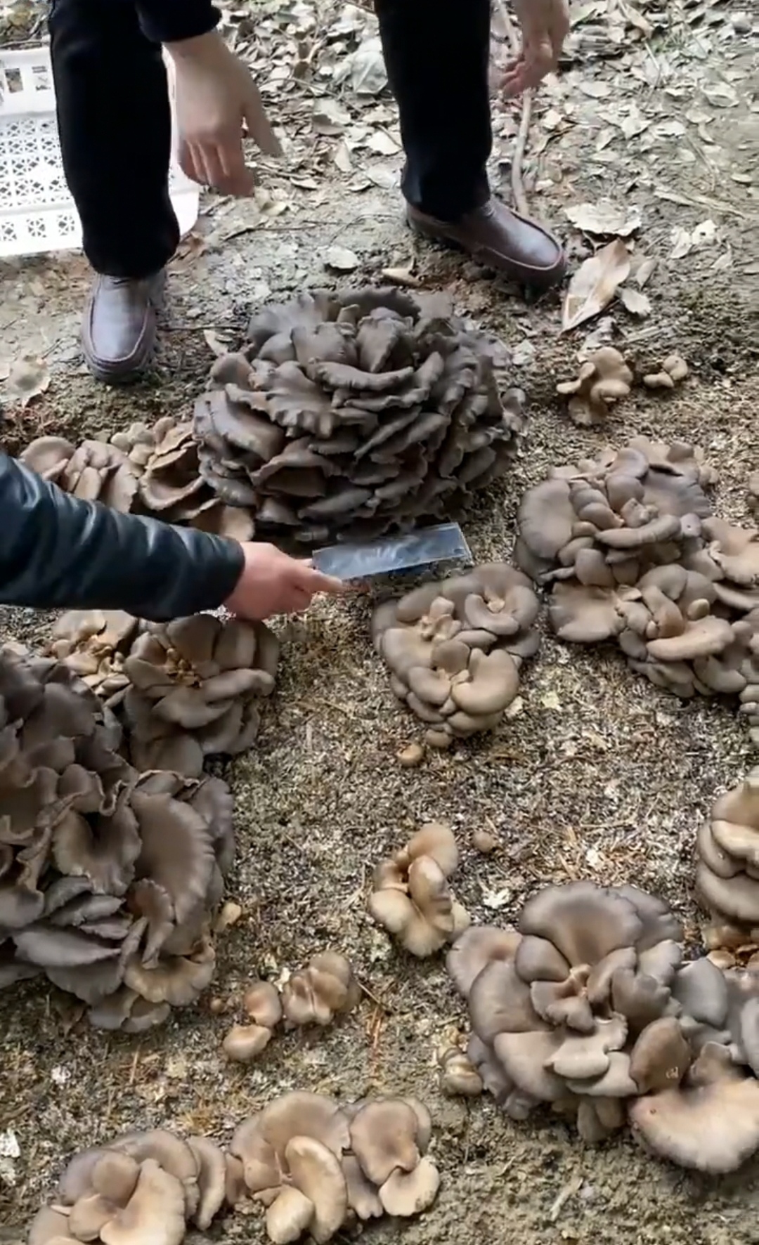 自家地里种的,这不是什么品种的蘑菇这么一大坨