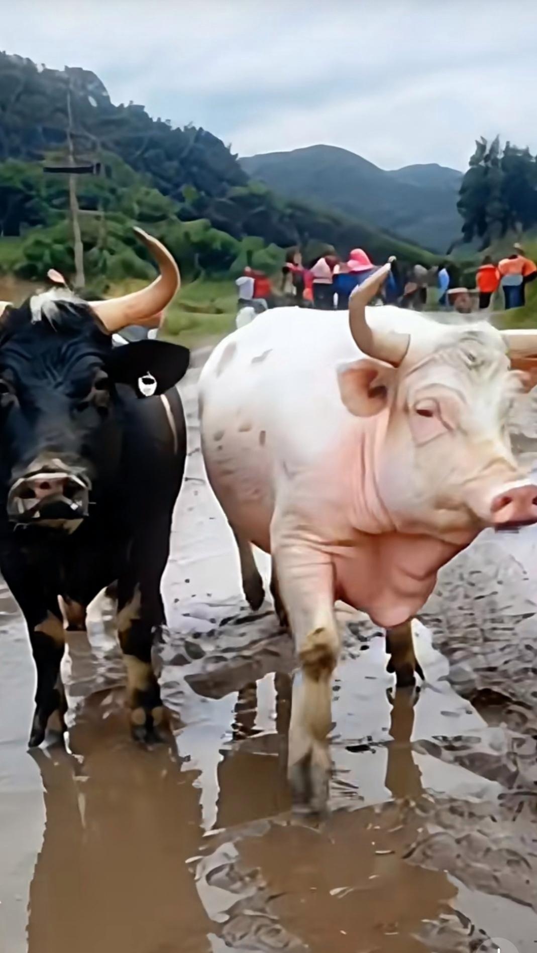 怎么猪头上和牛一样长了一对角呢?这是牛劈了腿还是猪出了轨?