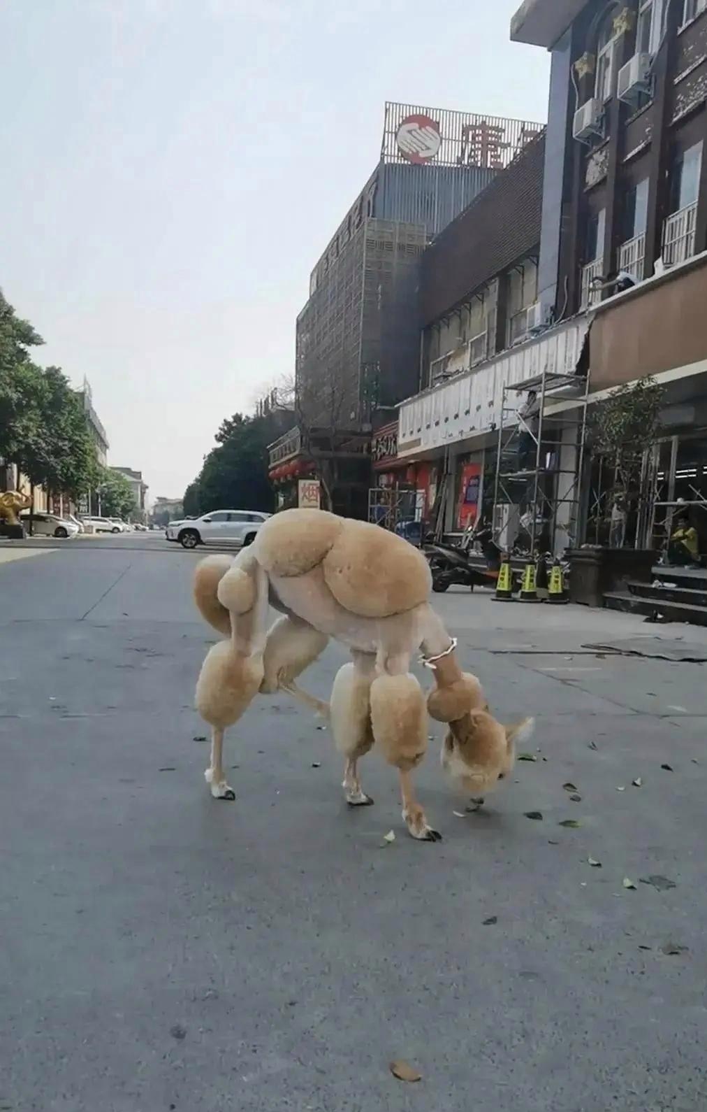 知道它叫什么名字?