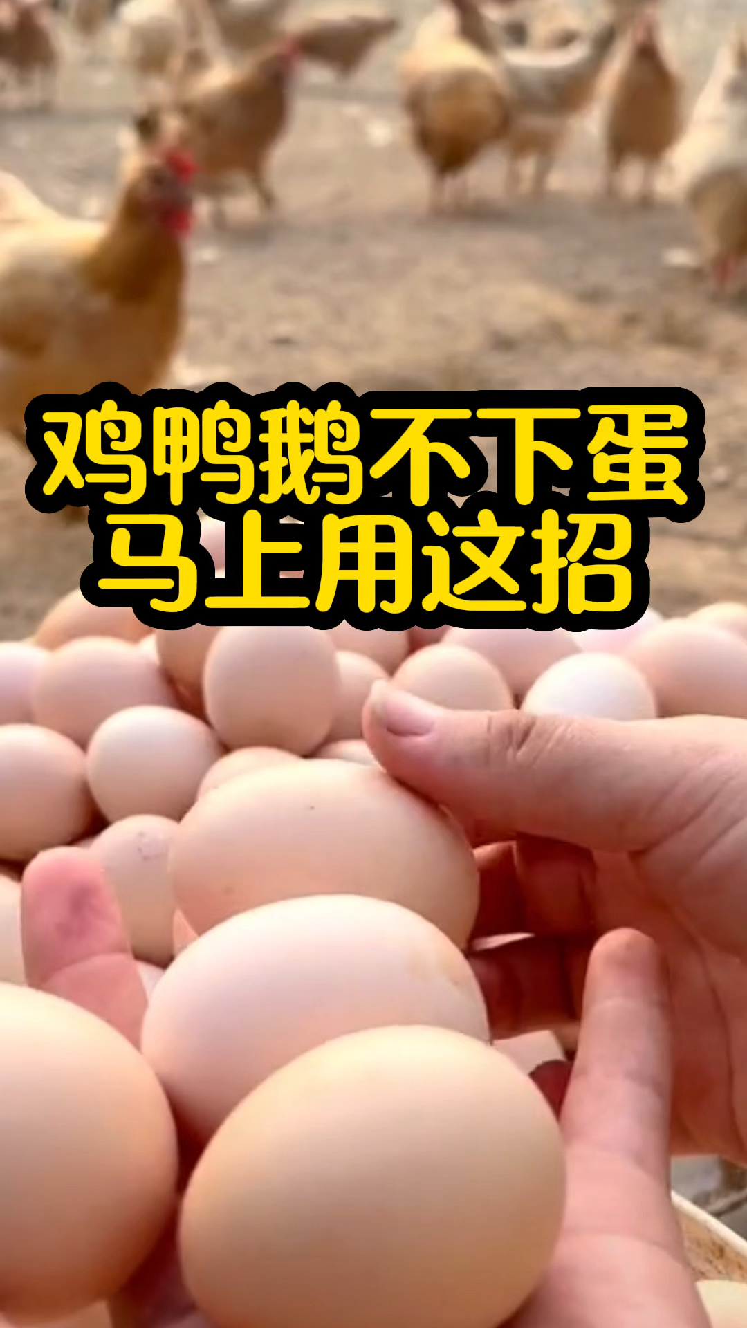 养鸡的机会(养鸡的机会分析)