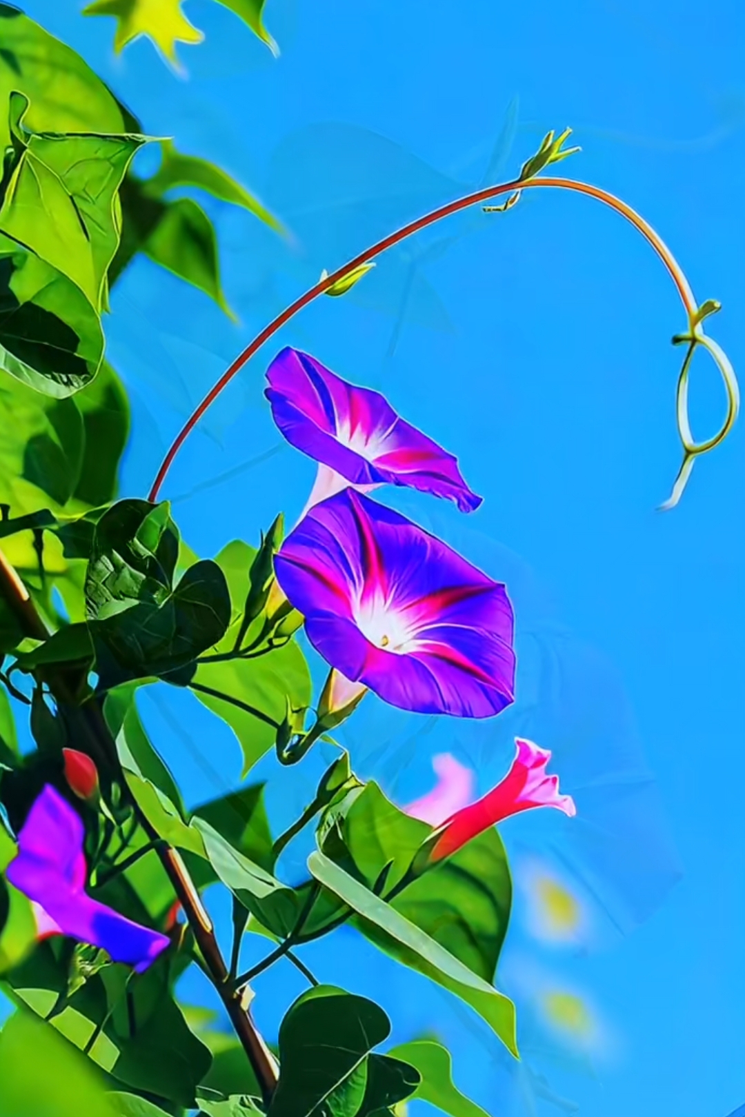 分享相册里的牵牛花美图