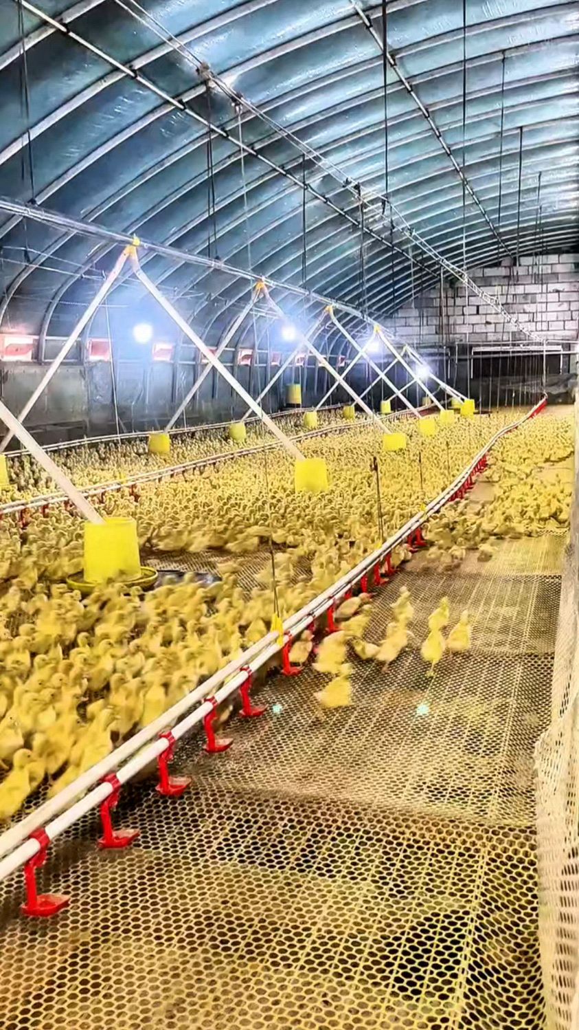 养鸭大棚建的好,小鸭苗们在里边活泼乱跳的.#肉鸭育雏棚#养鸭棚