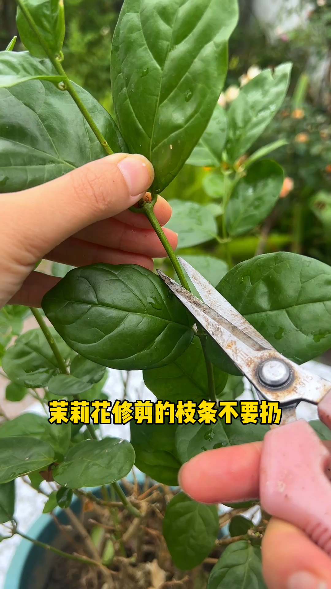 茉莉花修剪的枝条不要扔