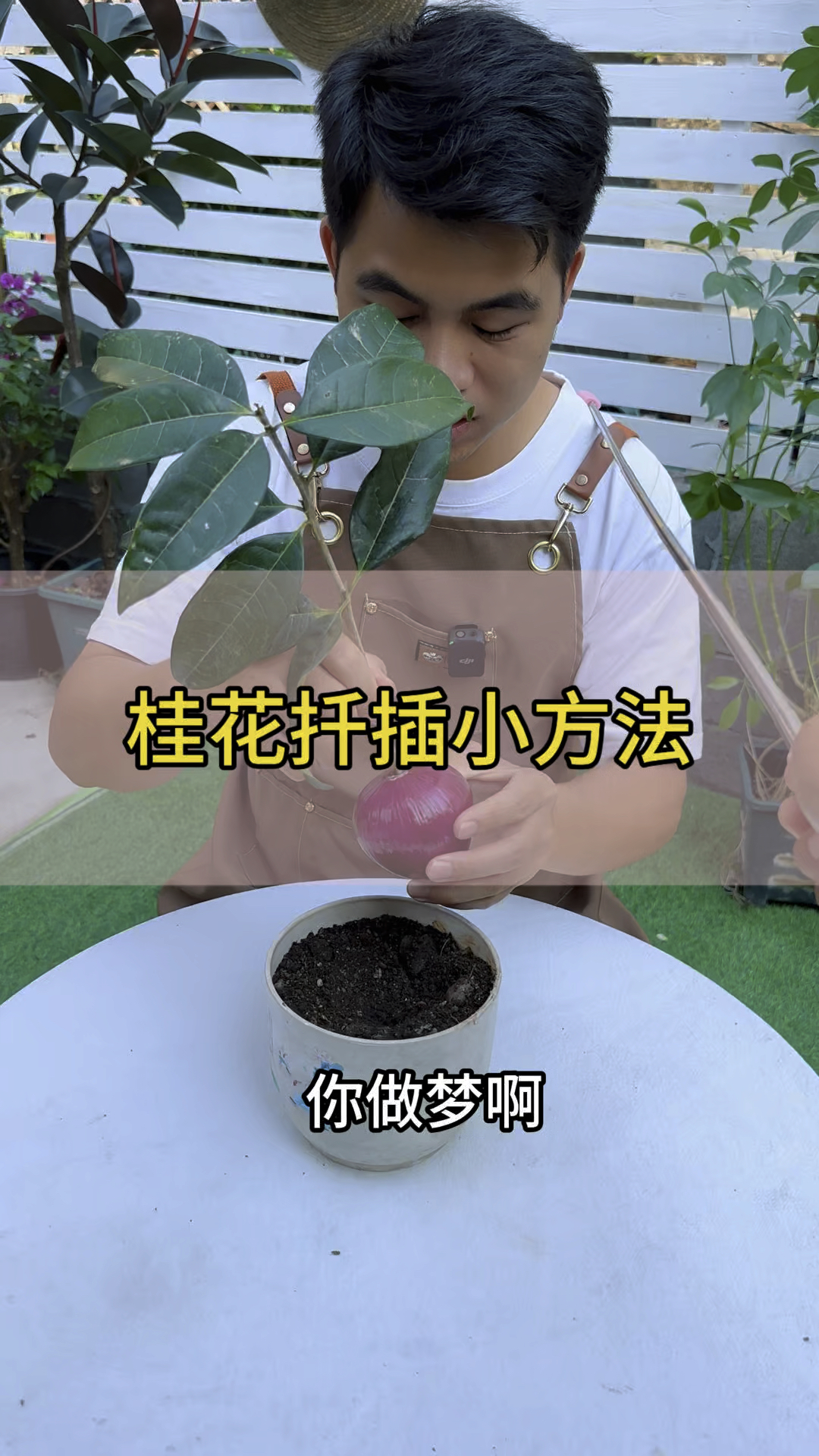 桂花扦插繁殖方法