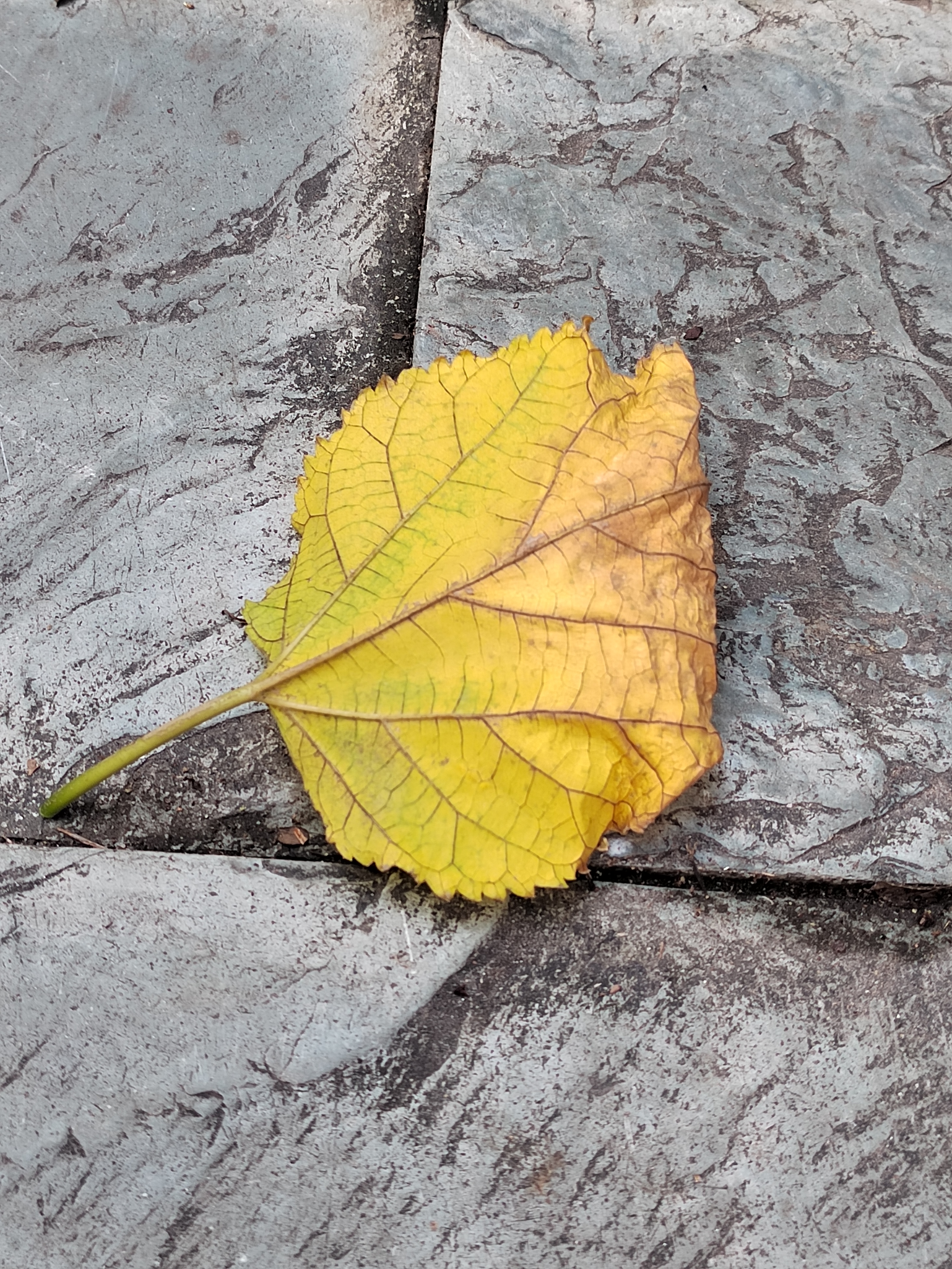 初冬,我的城市还没有入秋