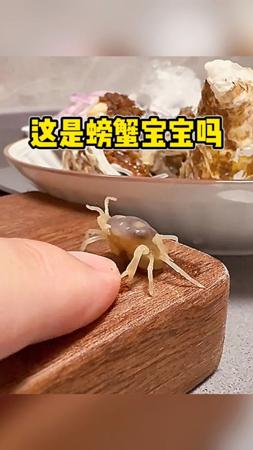 这是螃蟹宝宝太小了