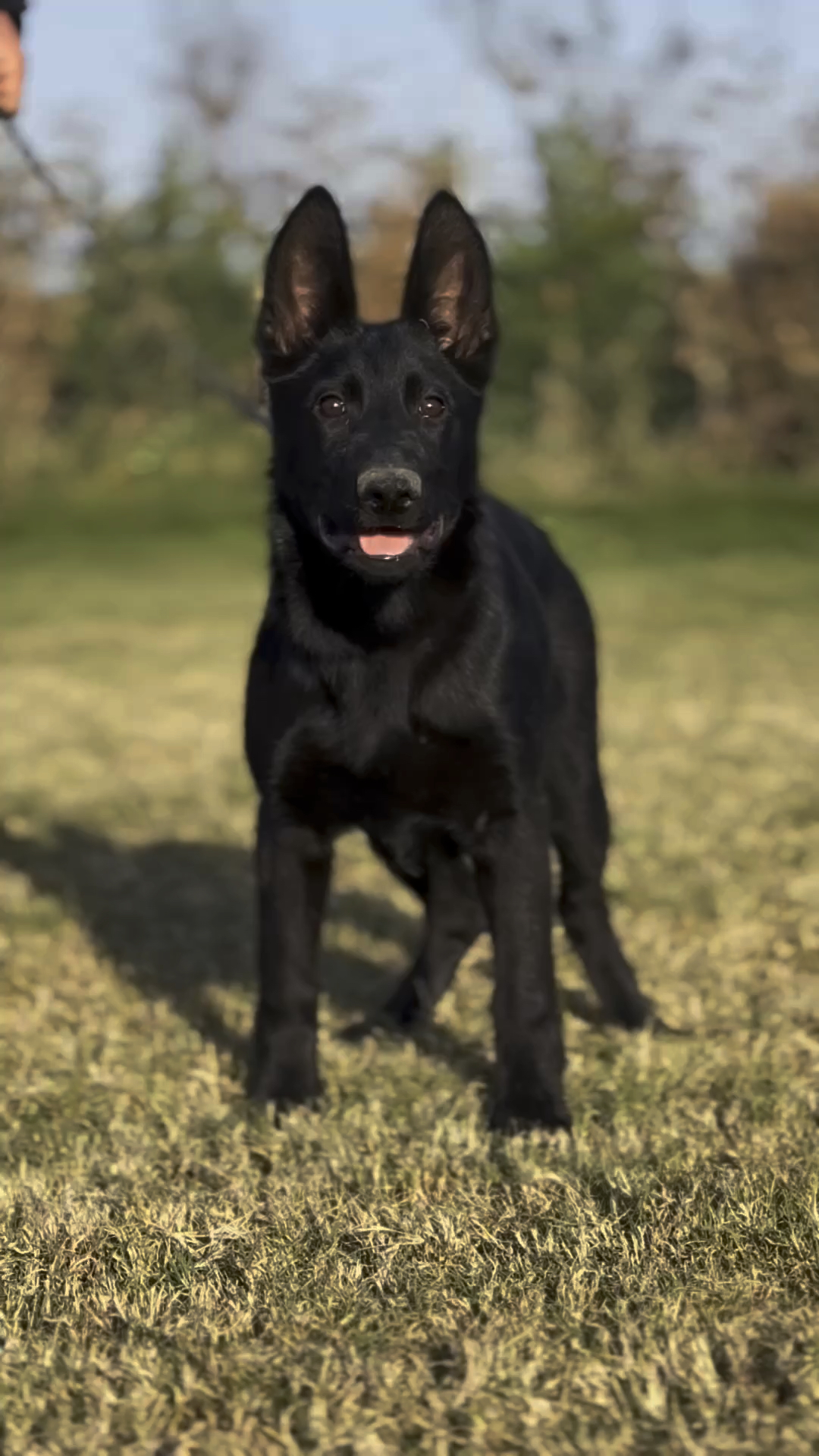 自留小【乌拉】#东德牧羊犬 #训犬